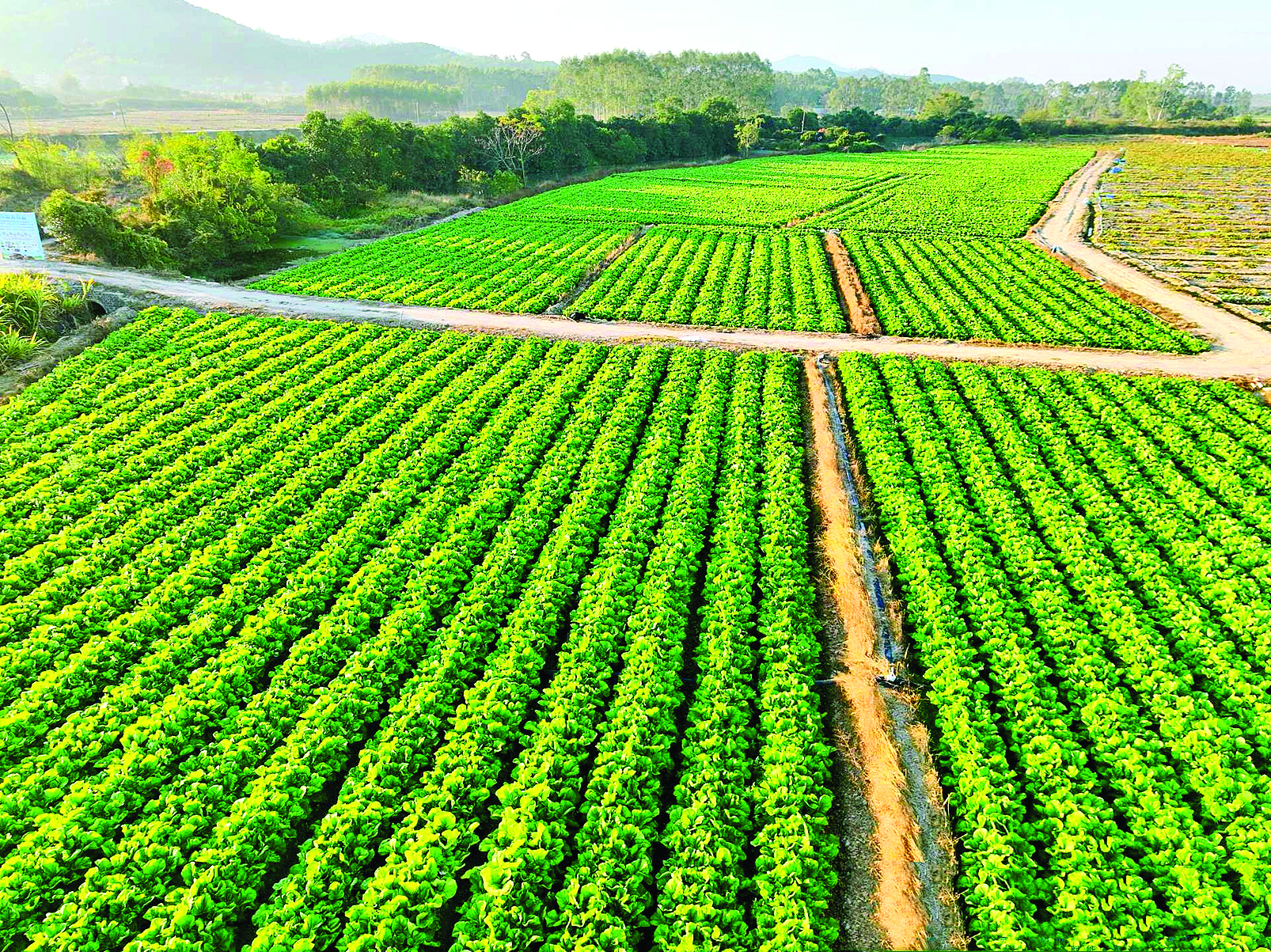     绿油油的梅菜园。