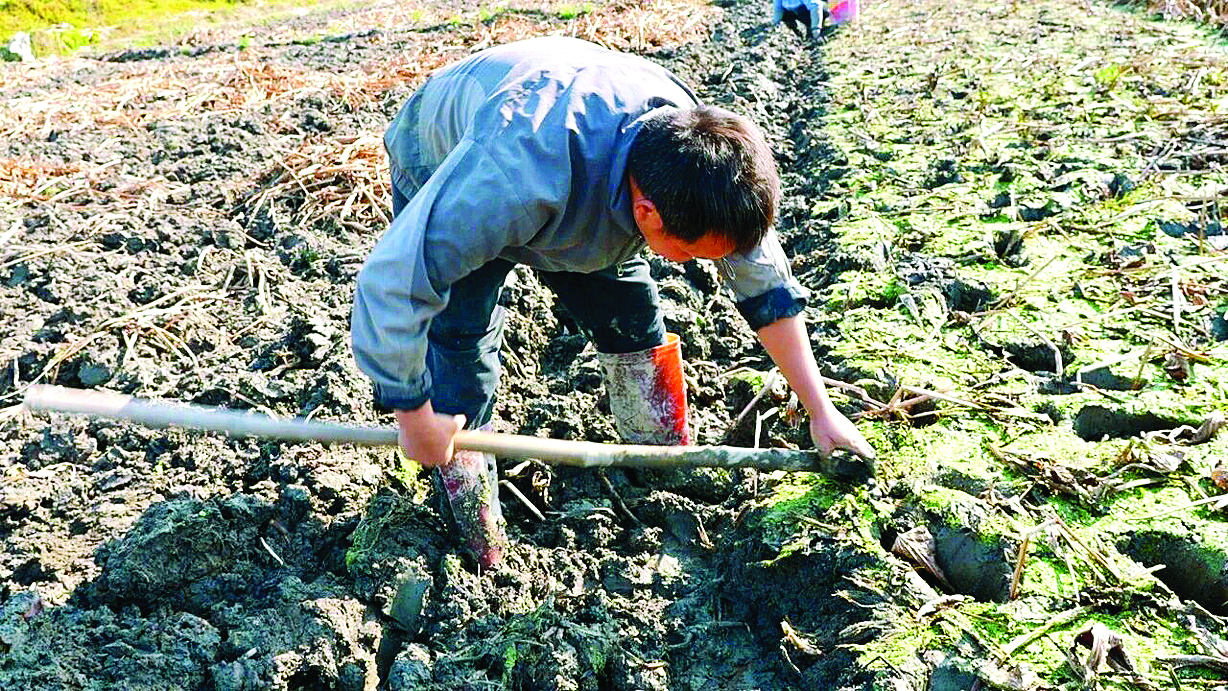     村民忙着采收茨菇。    惠州日报记者黄宇翔 通讯员龙融心 摄