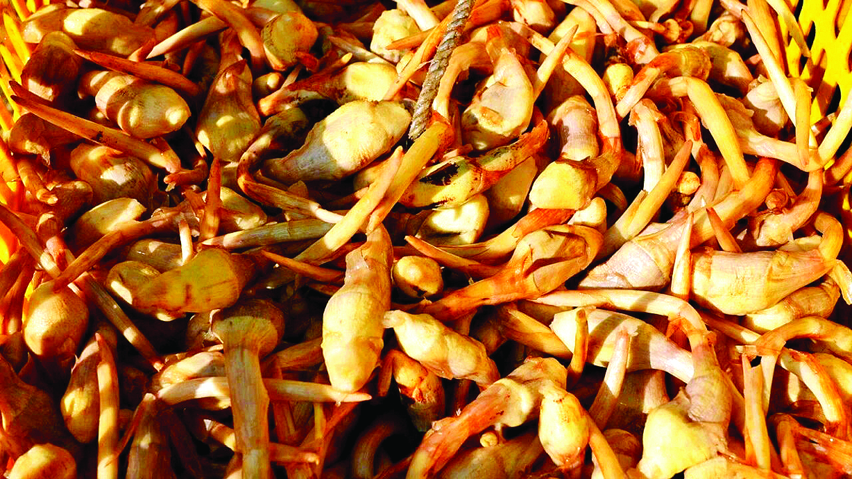     村民采收的茨菇。    惠州日报记者黄宇翔 通讯员龙融心 摄