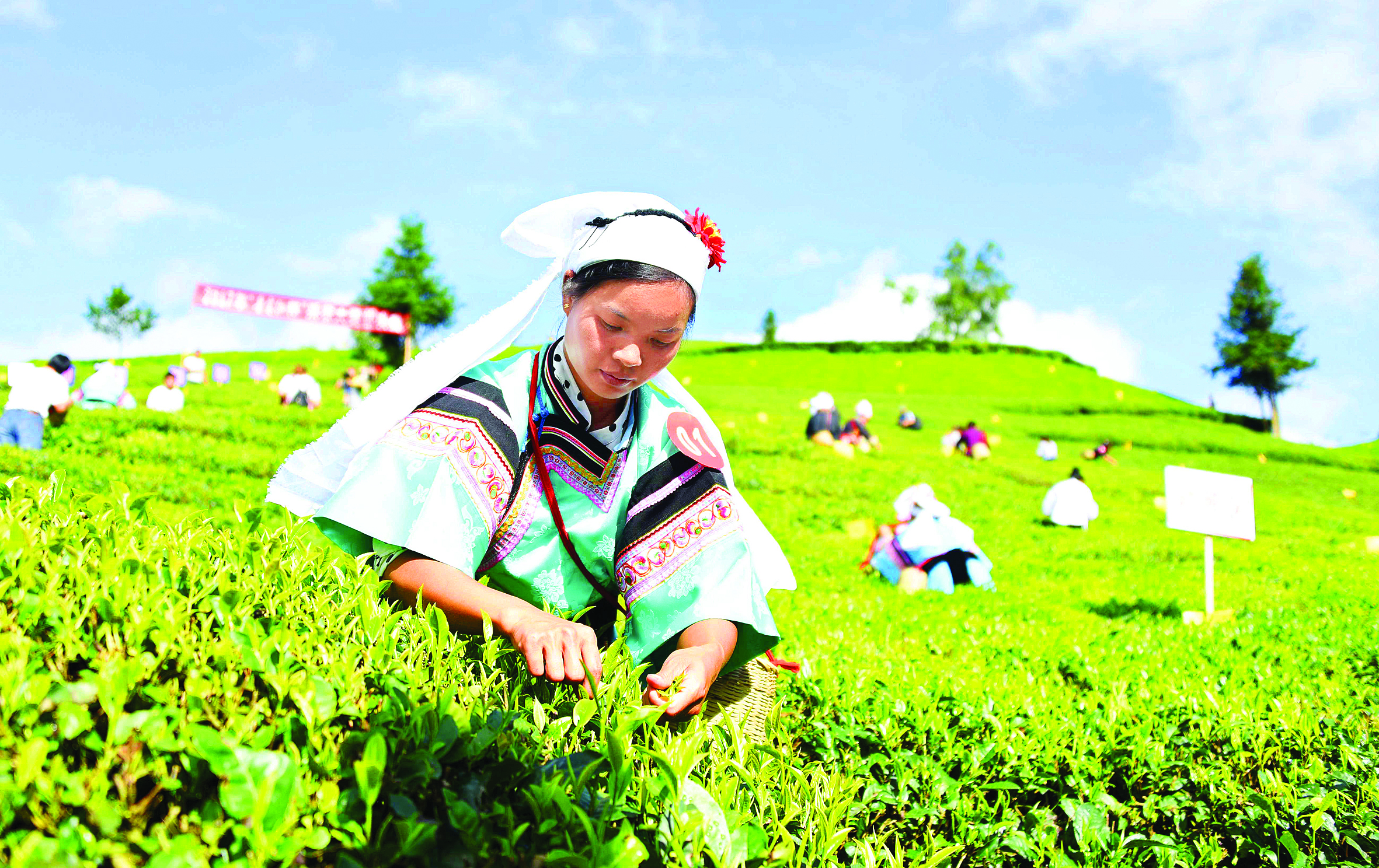 <p>    选手在比拼采茶技能。 贺成 刘朝富 摄</p>