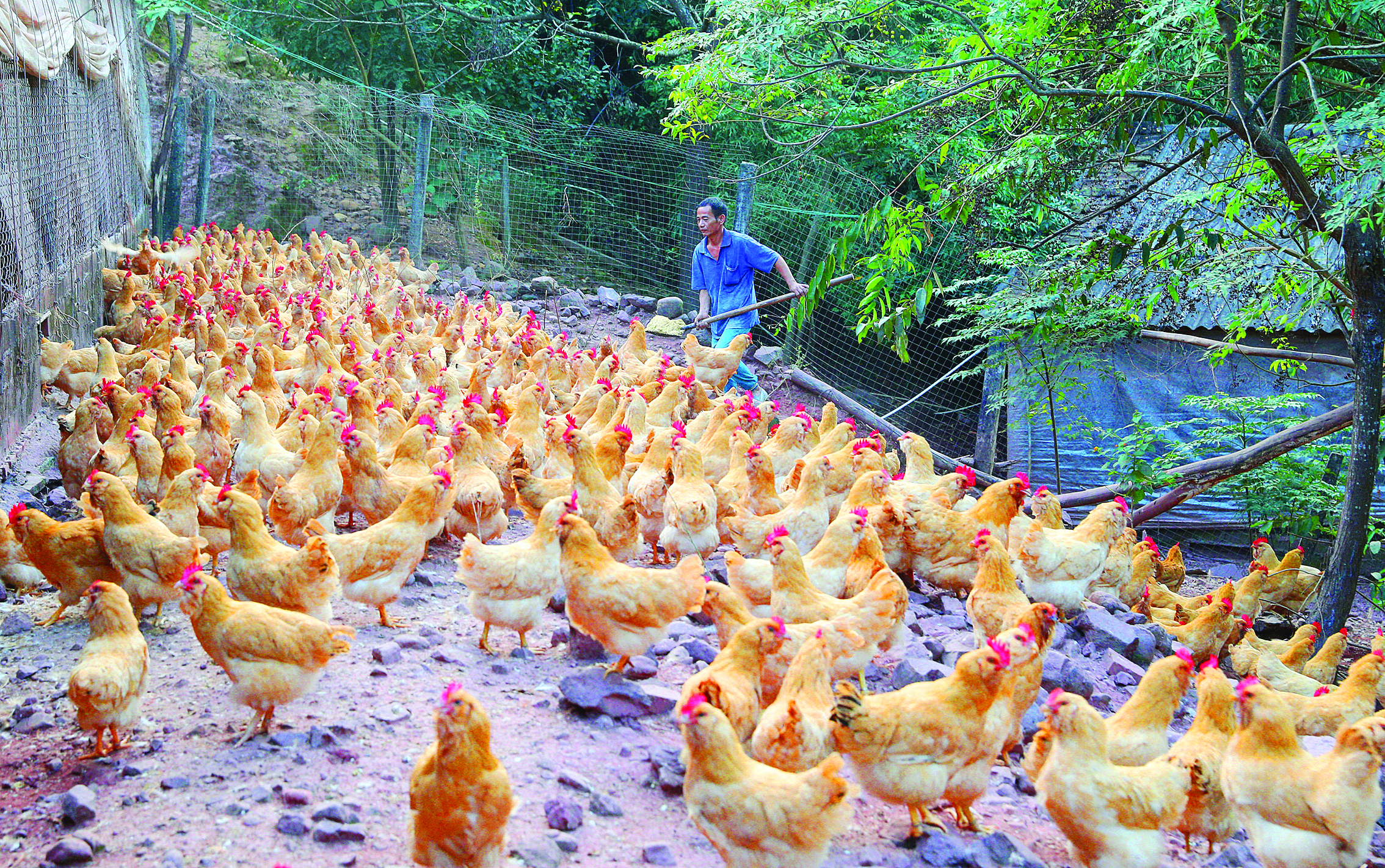     发展林下养鸡，助力村民增收致富。
