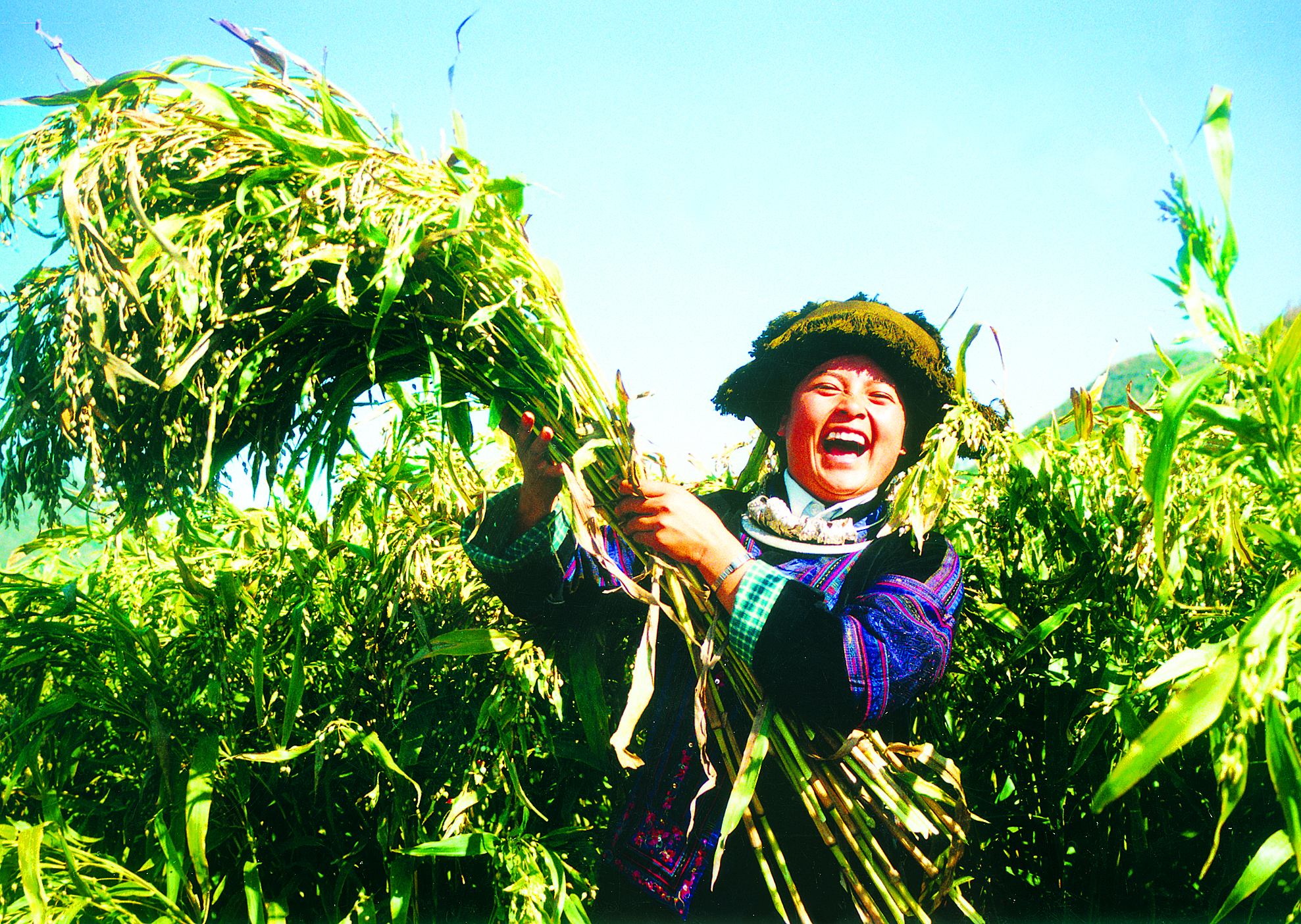 <p>    农户采收薏仁米。</p>