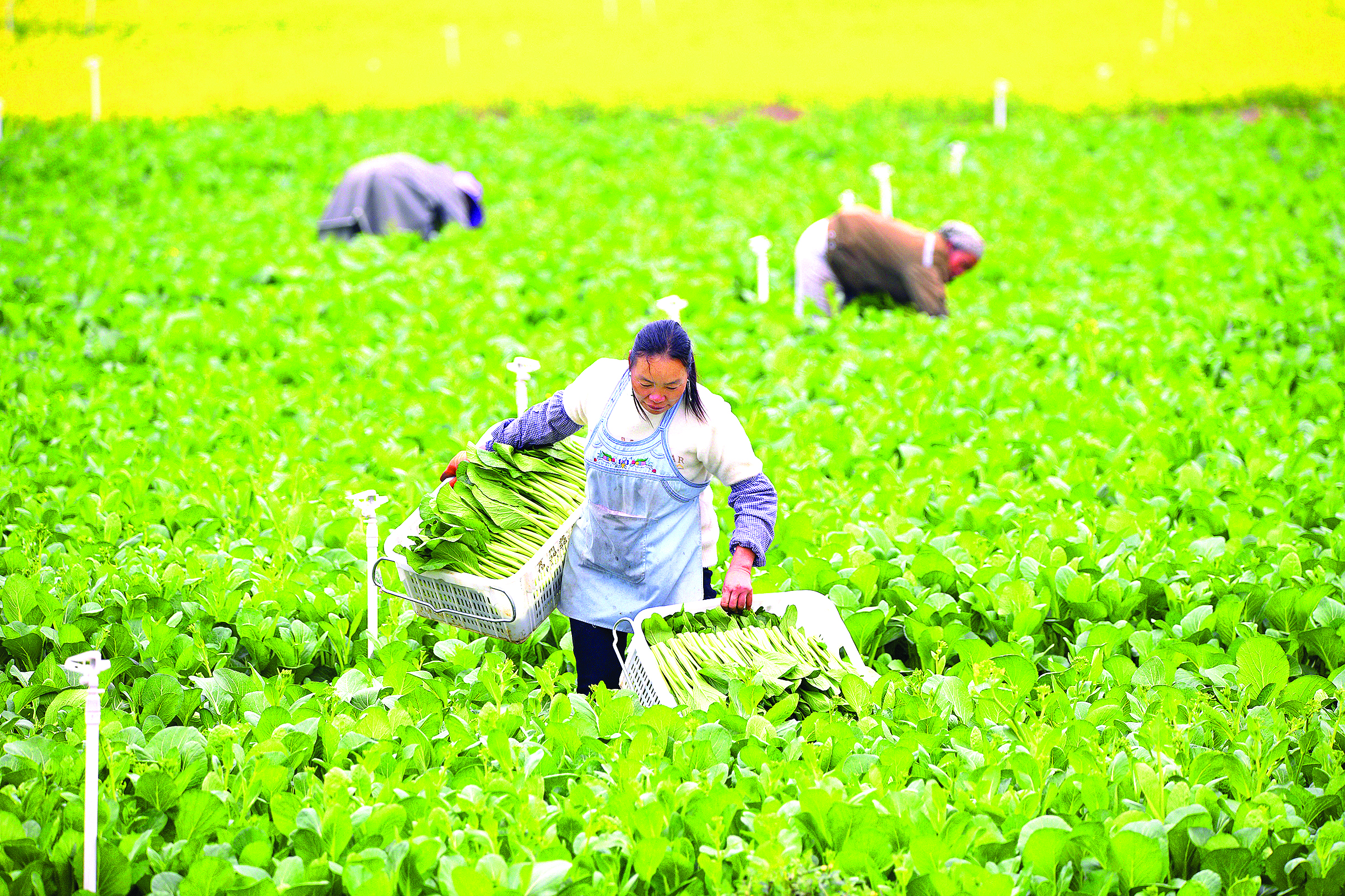 <p>    农户在采收菜心。</p>