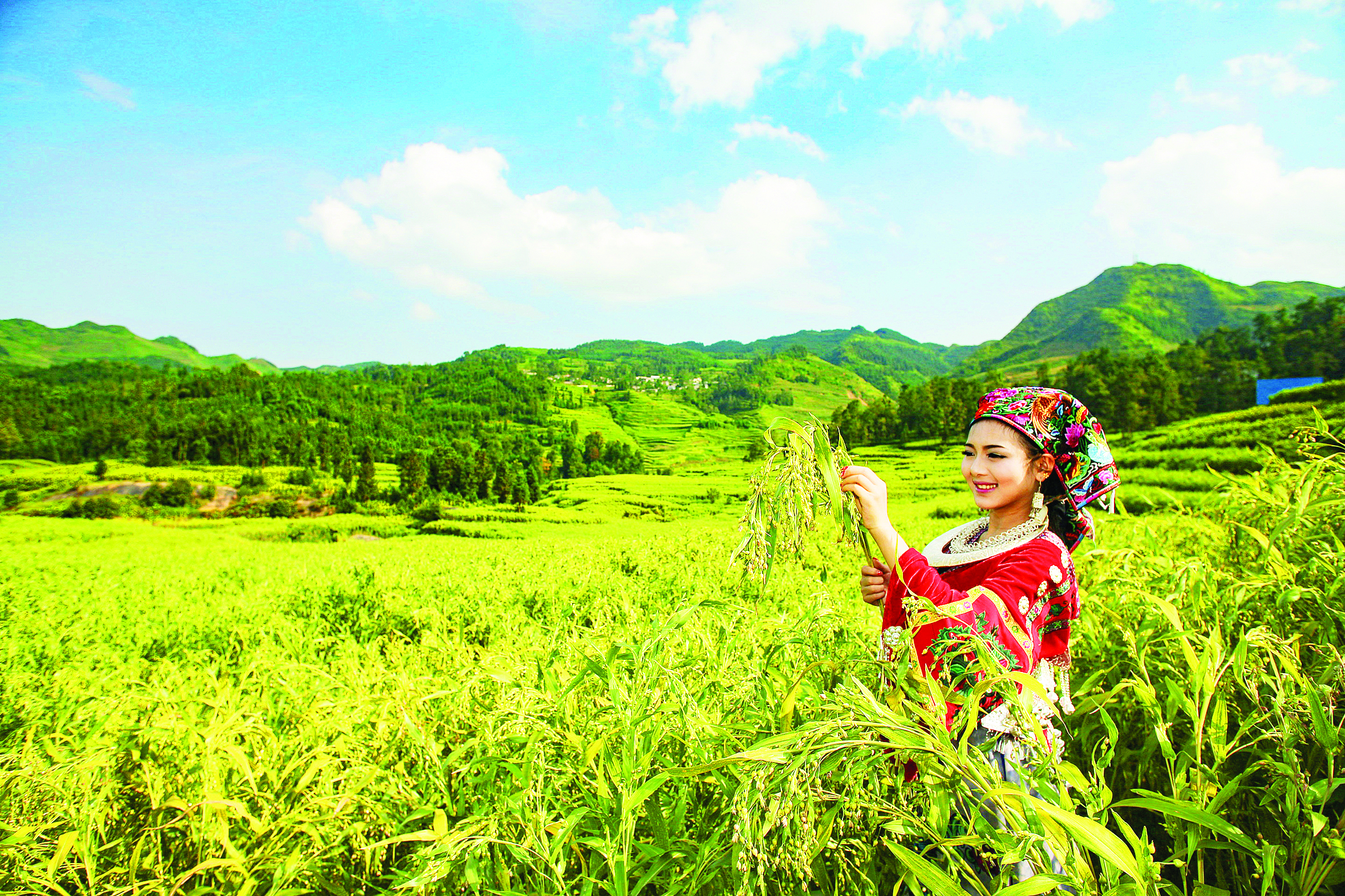 <p>    薏仁米长势喜人。 杜福仁 摄</p>