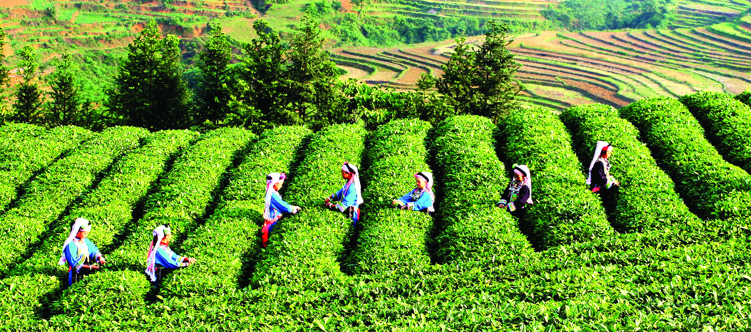 <p>    普安县茶叶基地。 赵兴 摄</p>