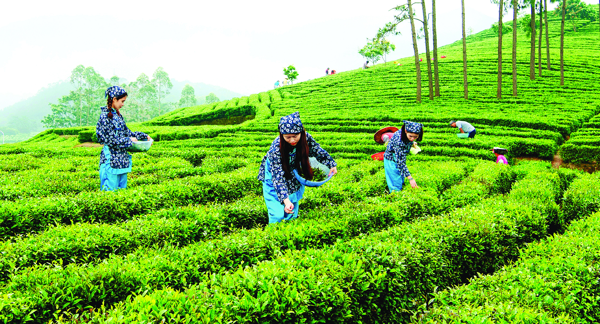     深耕茶叶优势特色产业。