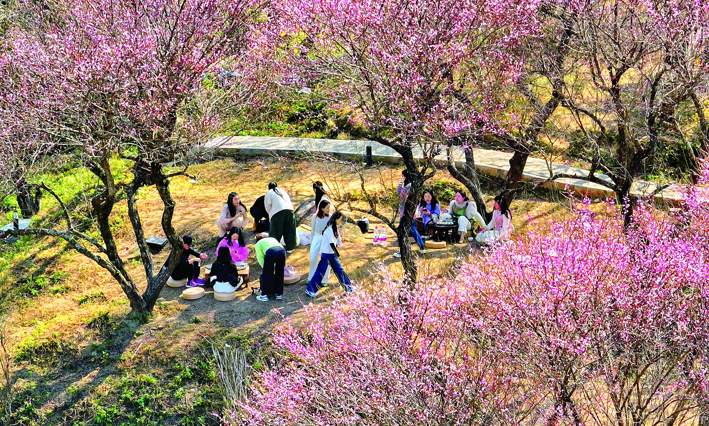     梅树下，人们三五成群，搬来桌凳，摆上水果点心，边吃边聊，悠闲赏梅。