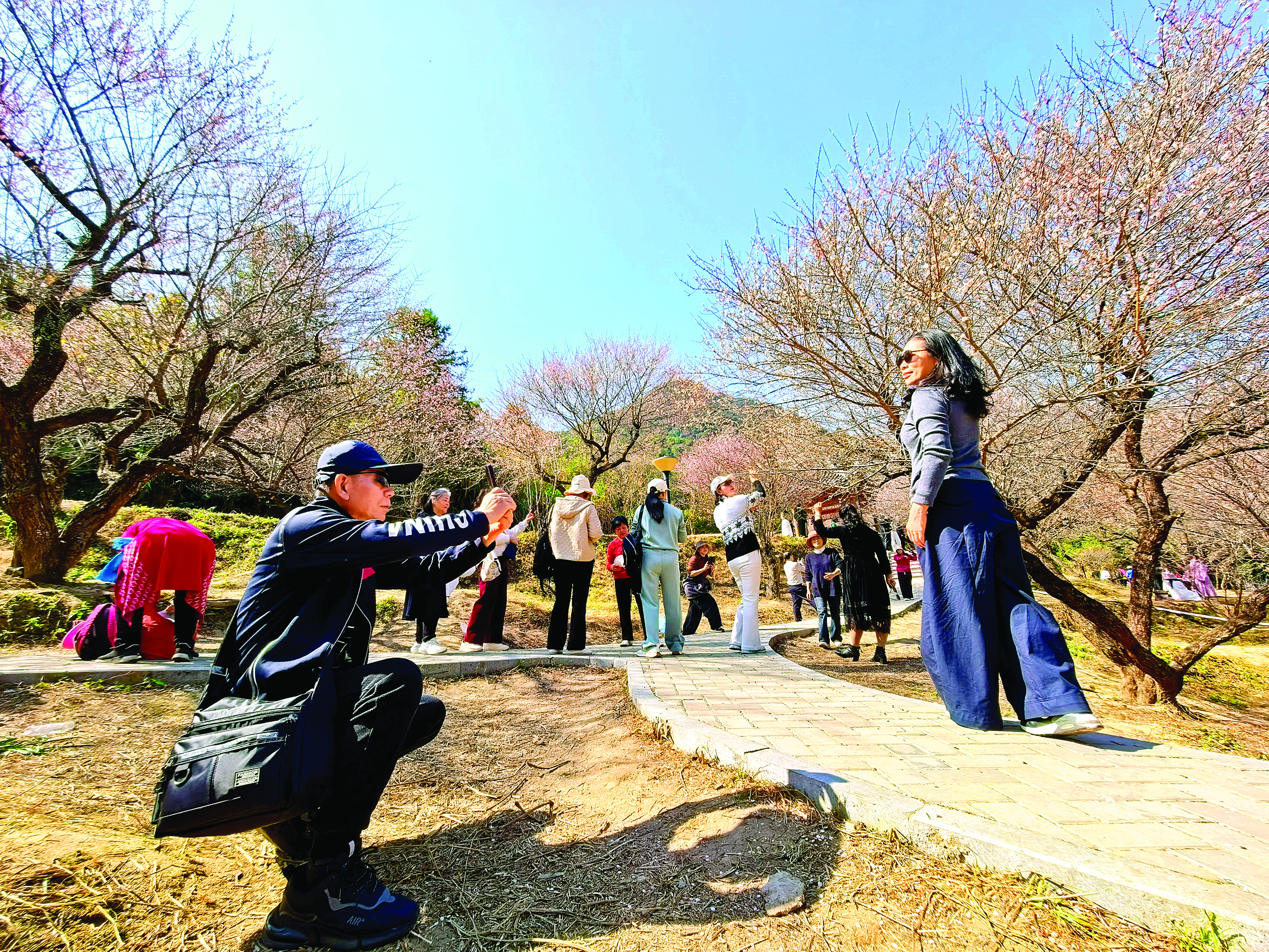    游客在梅花树下拍照打卡。