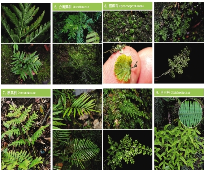     《罗浮山植物图鉴》样书。