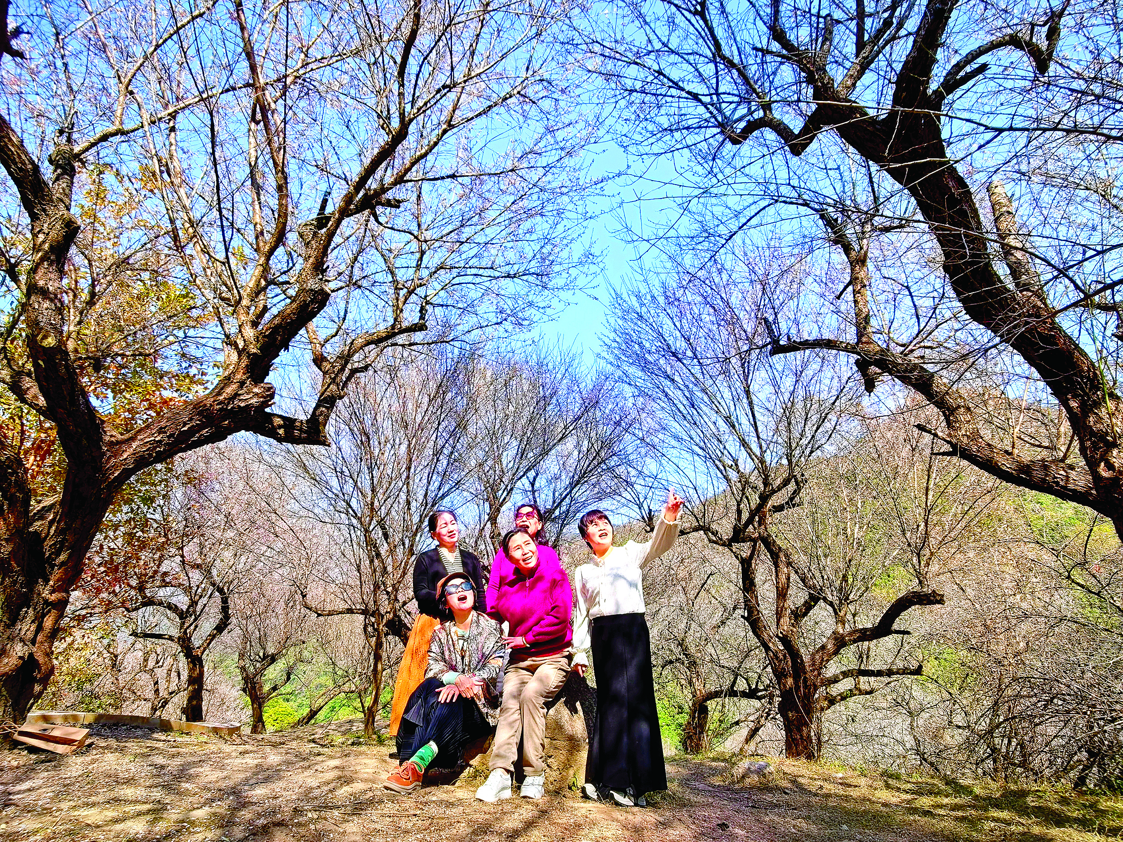     游客在梅花树下合唱。