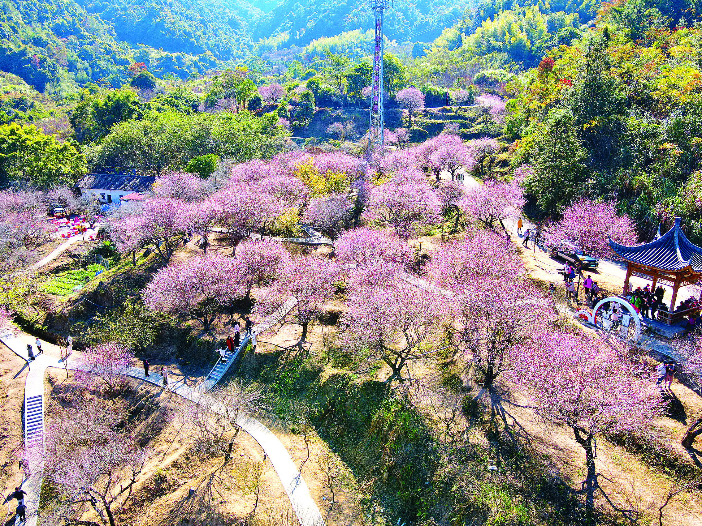     冬日，梁化梅园梅花盛开。惠州东江图片社供图