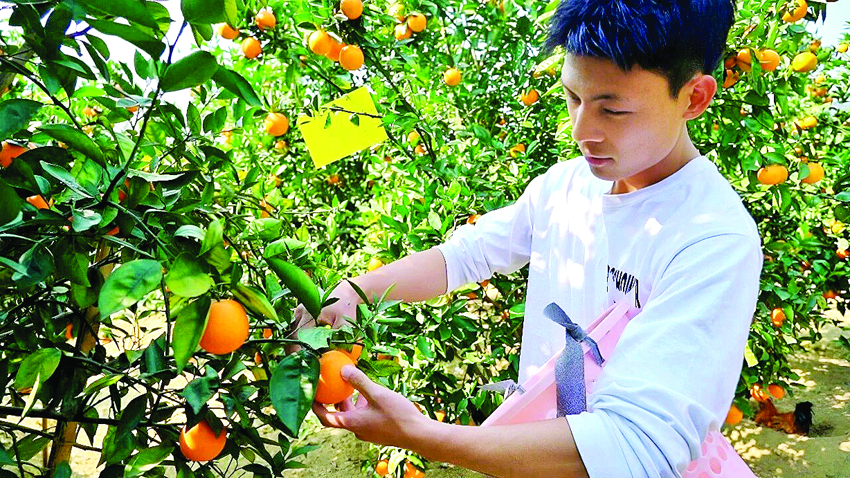     游客穿梭树间体验香蜜橙采摘乐趣。