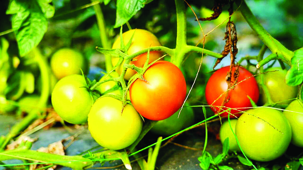     龙江镇岭咀村西红柿丰收在望。