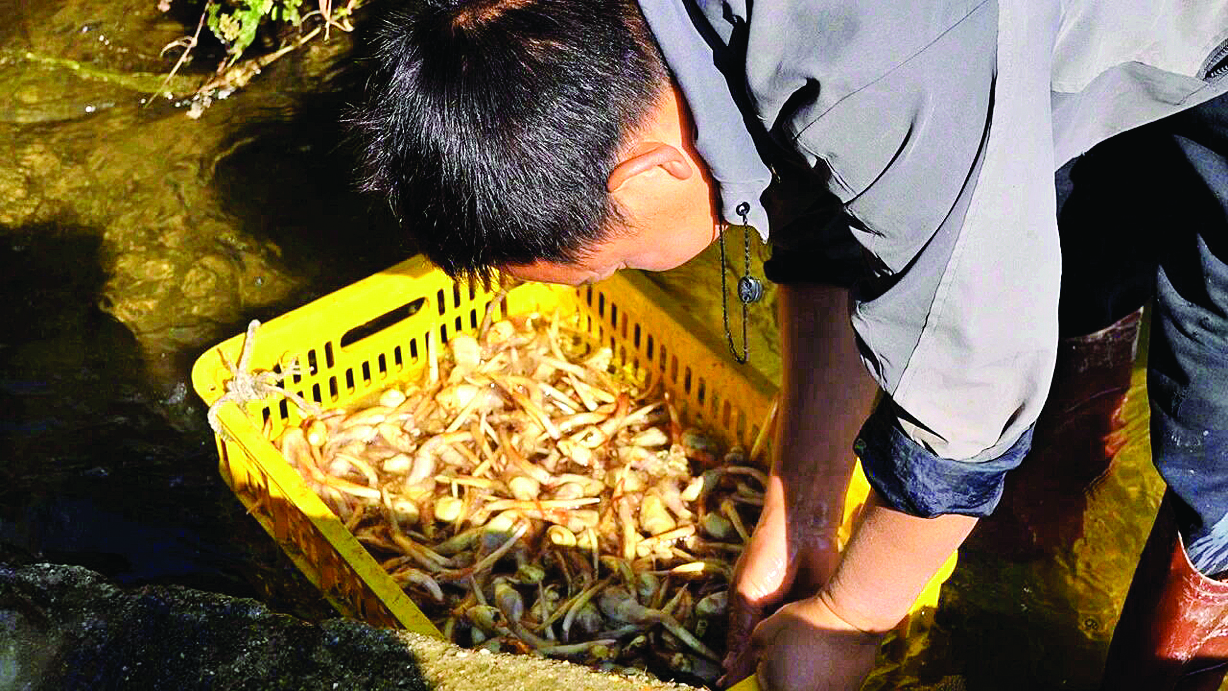     村民忙着淘洗慈姑。