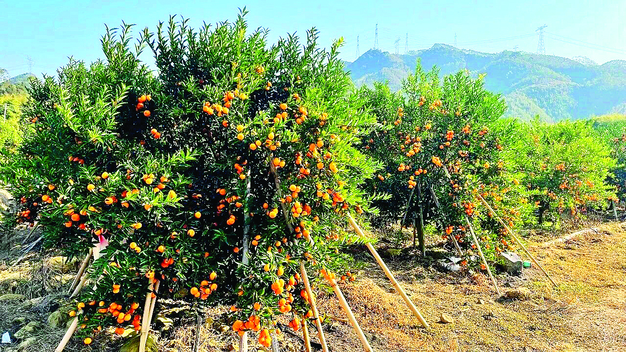     在龙华镇双东村的一处年桔种植基地内，金黄色的果实挂满枝头。