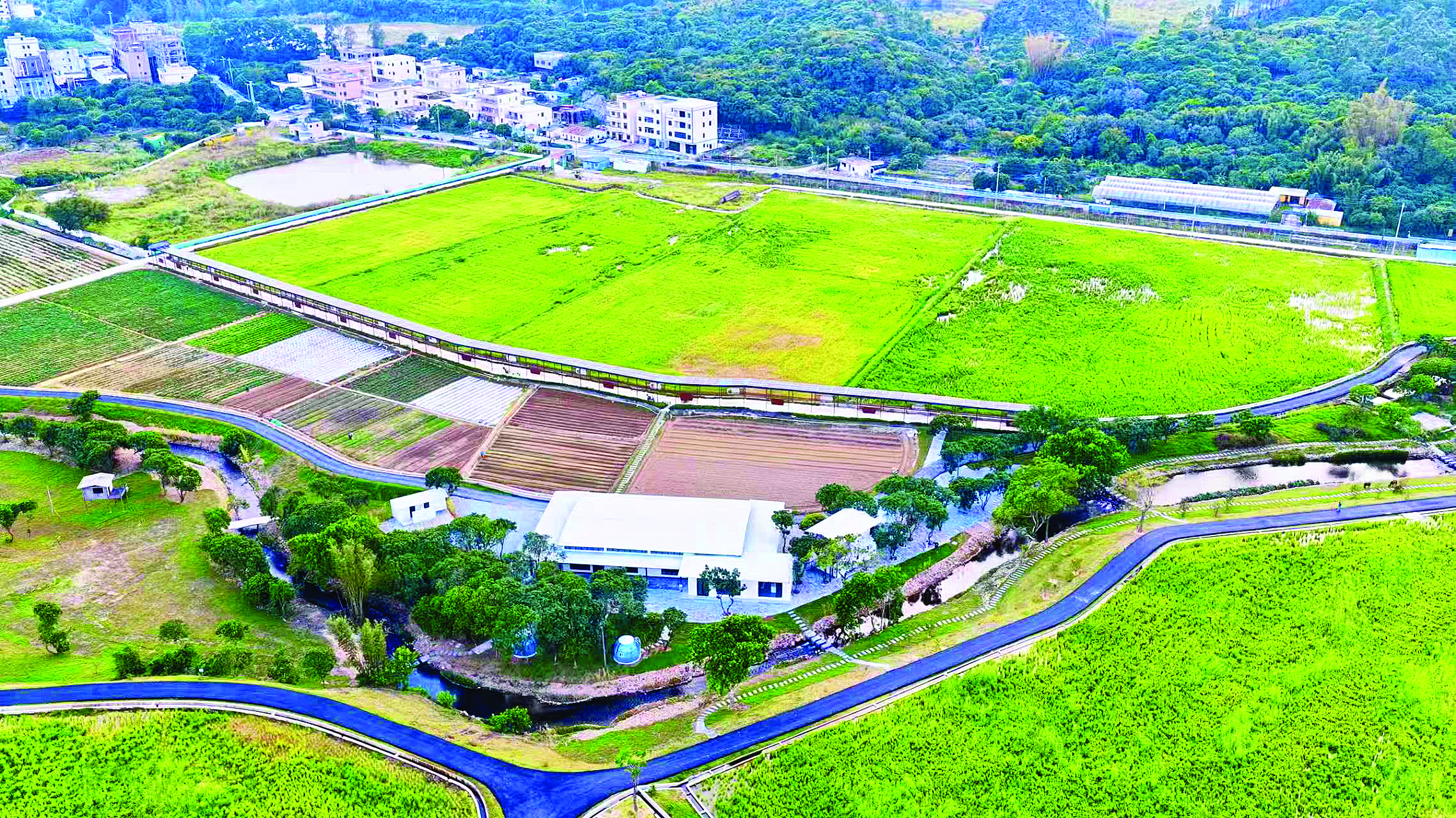     位于“金田银沙·山海共舞”美丽乡村走廊北端的“千亩方”山海稻香田园项目。惠州日报记者陈宝杰 摄