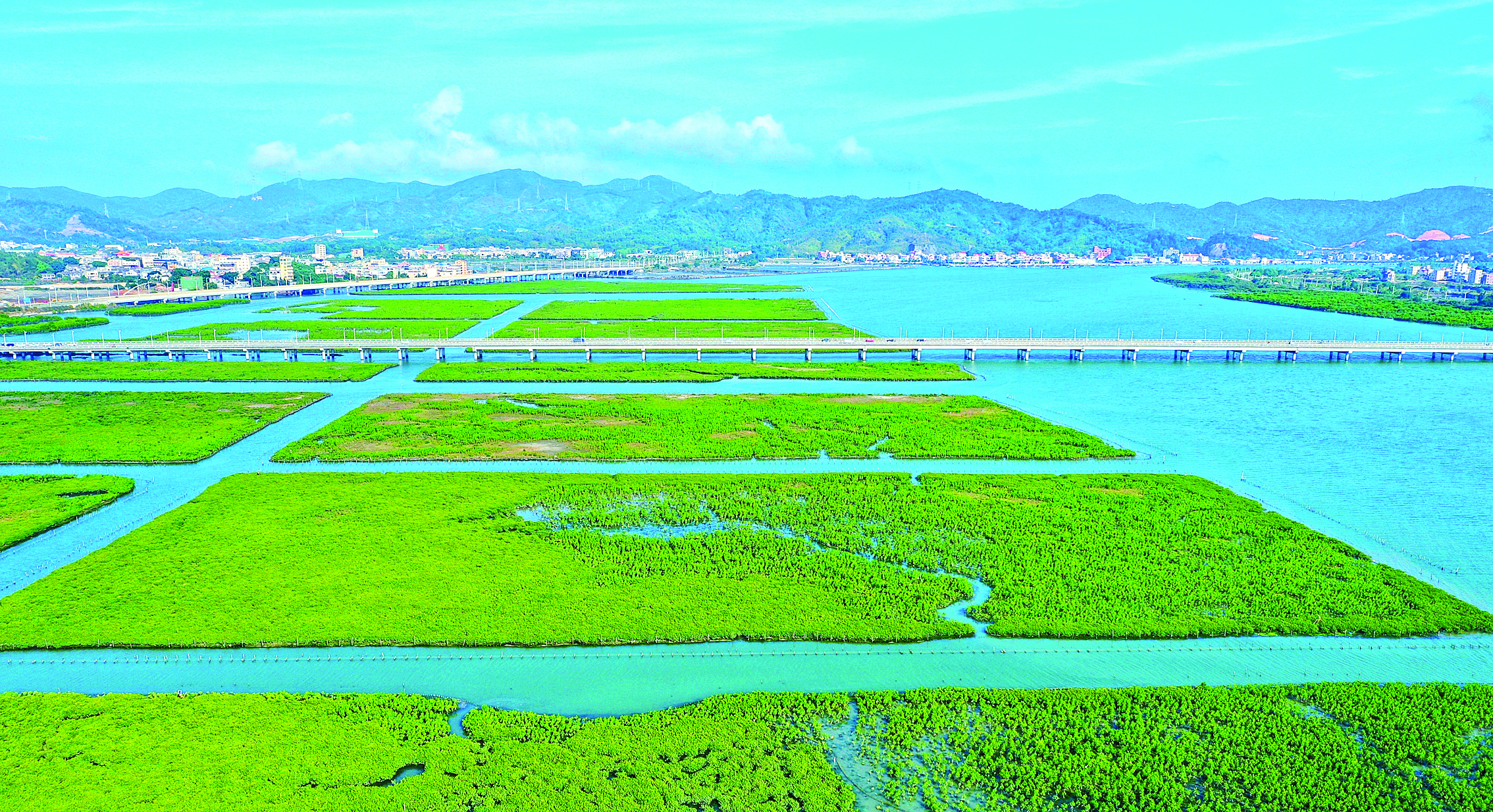     惠东县盐洲岛考洲洋万亩级红树林示范区。惠州东江图片社供图