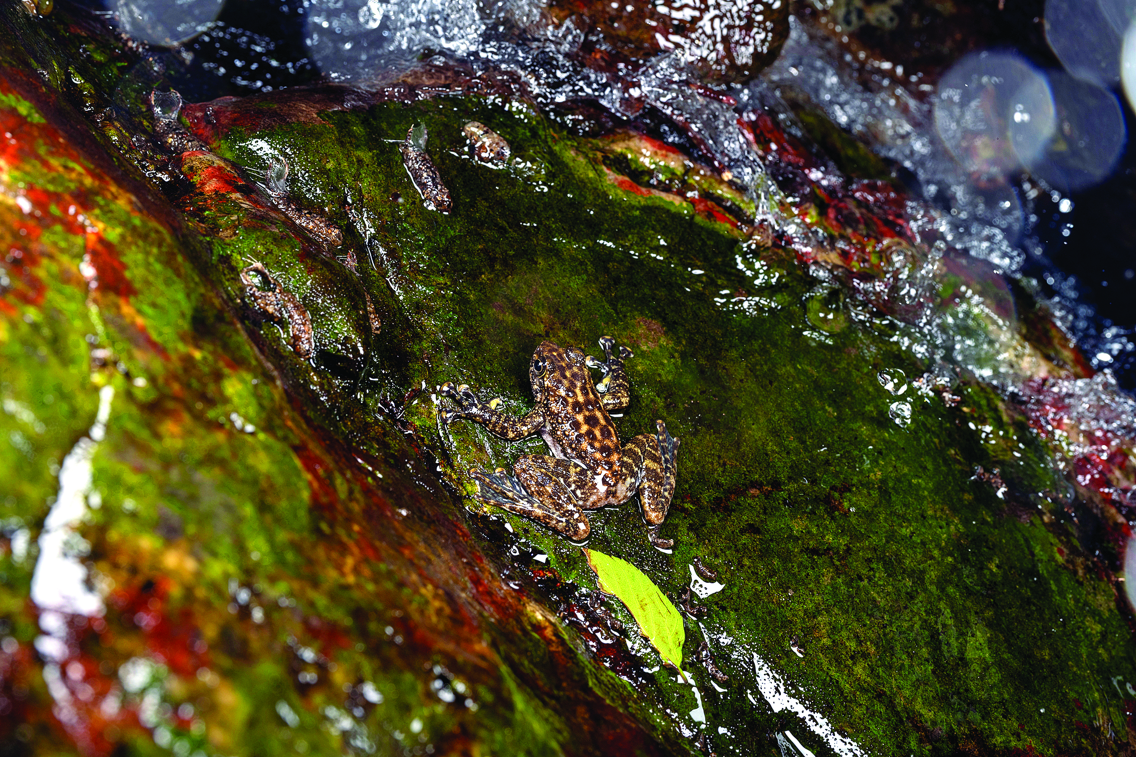     广州湍蛙。南昆山省级自然保护区管理处供图