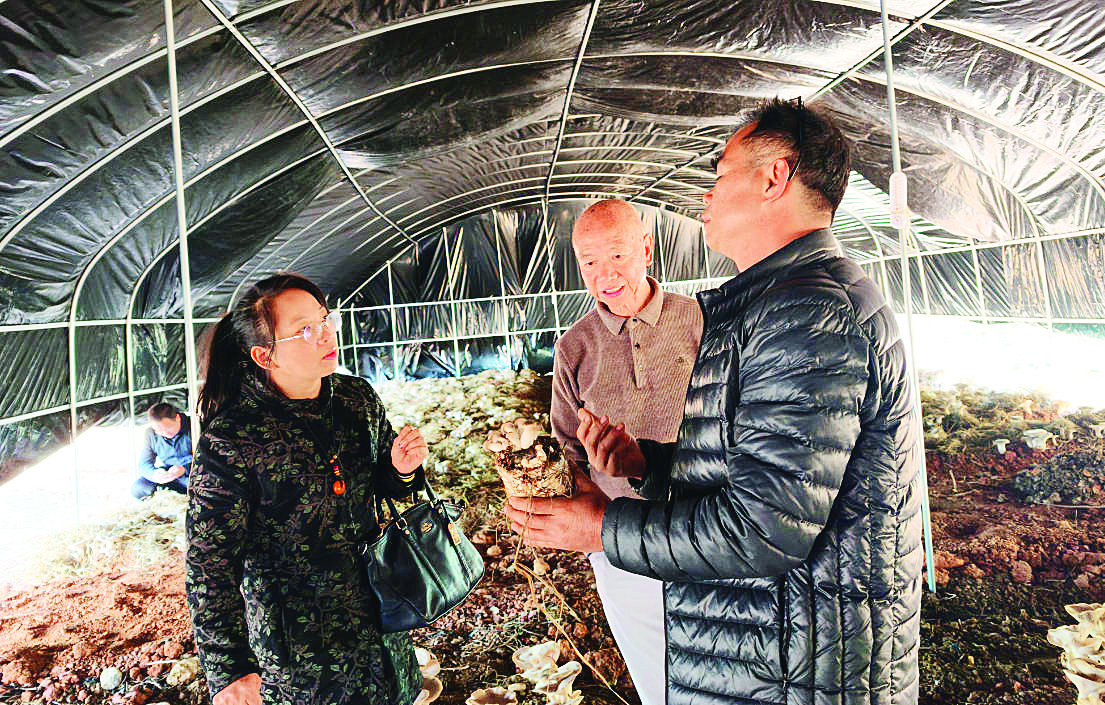     麒麟菇成为村民增收的“香饽饽”。