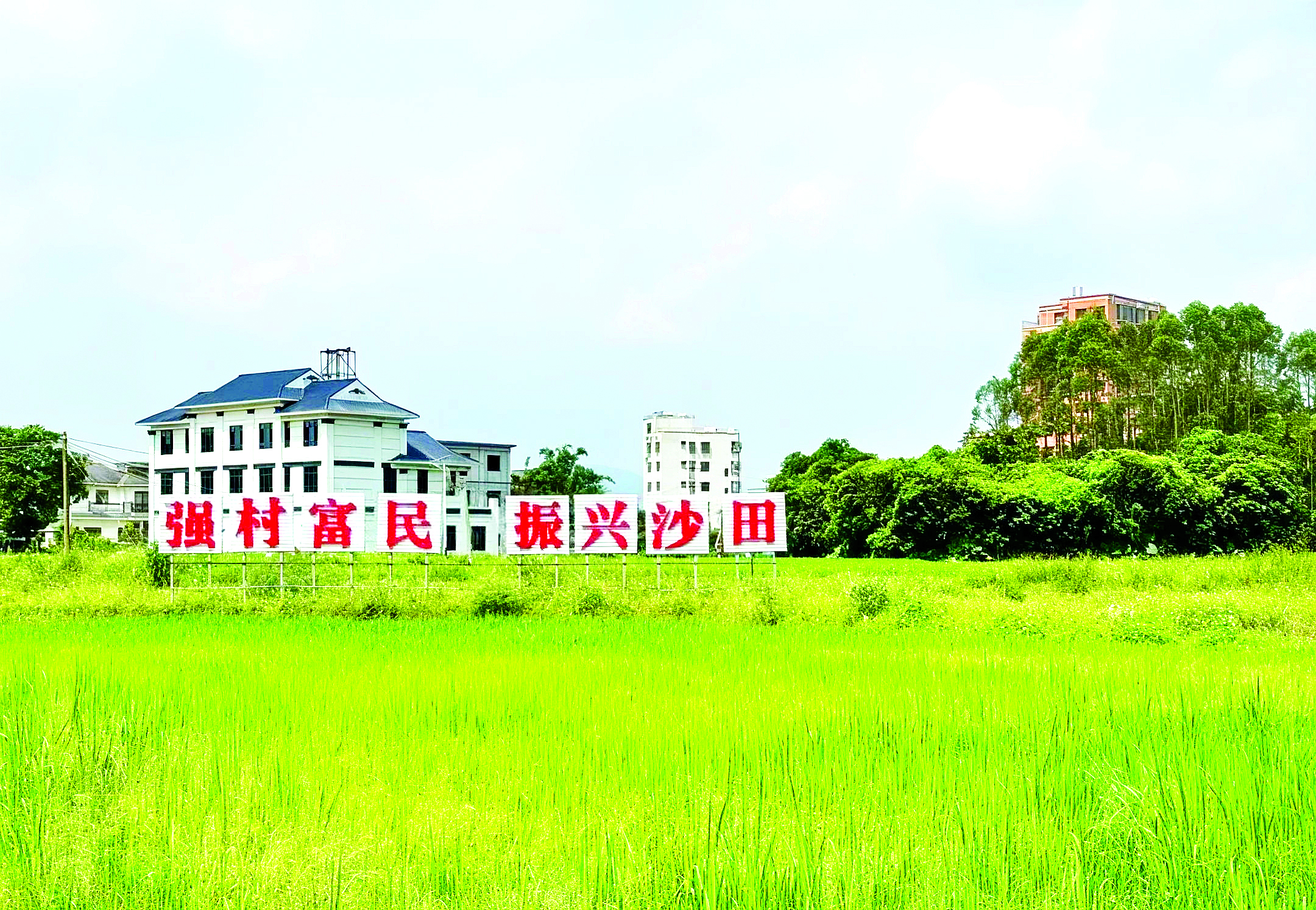     沙田“希望之田”农业公园种植了千亩麒麟米。