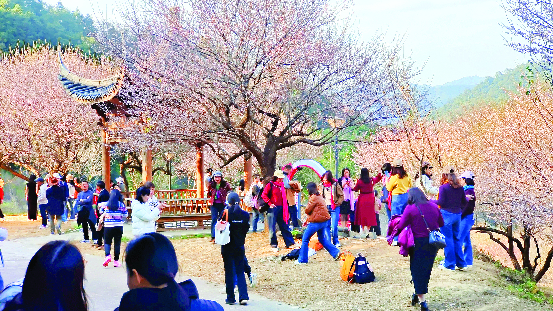     近期，梁化林场梅园梅花盛开，游客前来赏花。