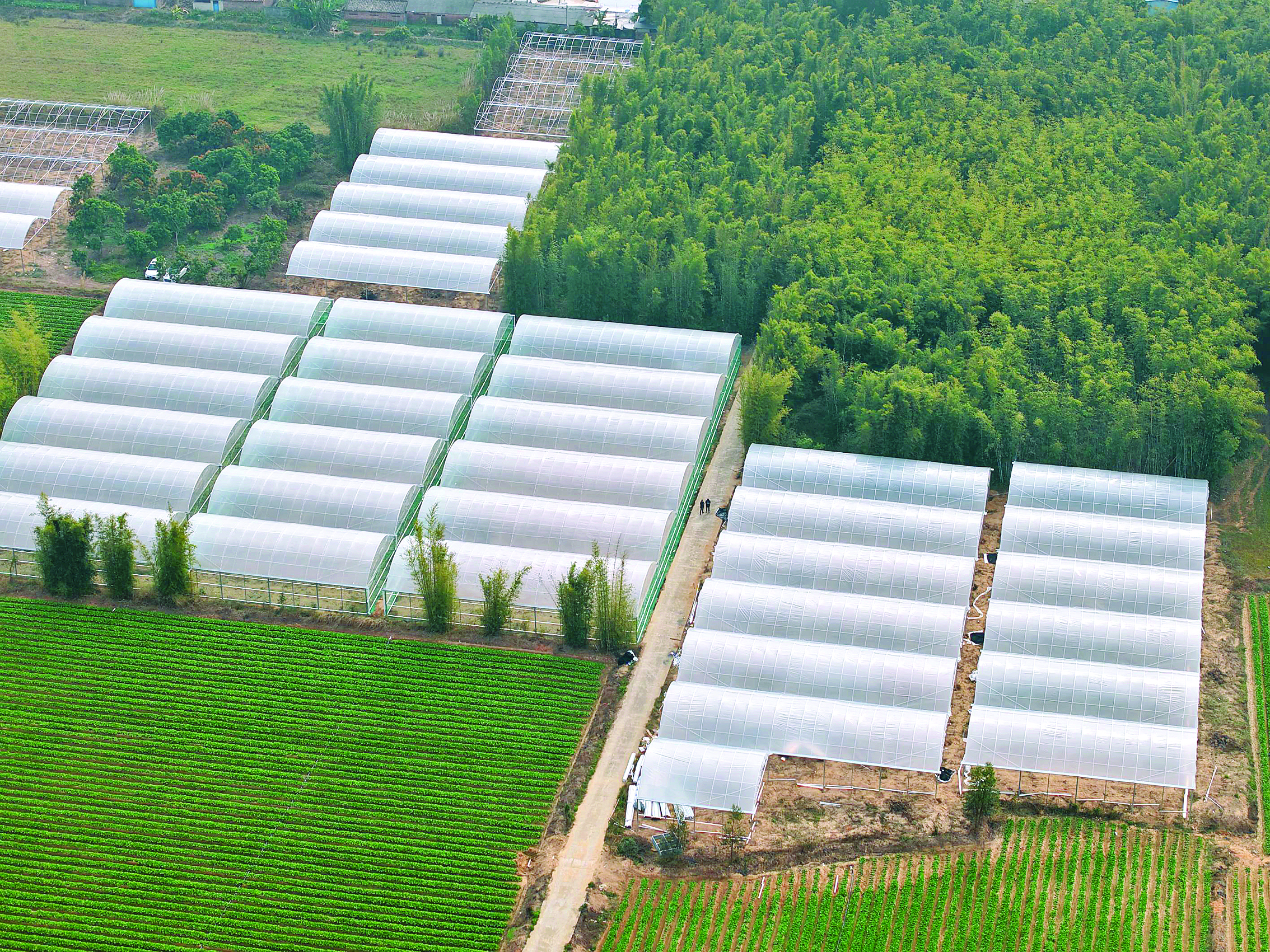     芦村村搭建好种植大棚，引进蓝莓园项目。本组图片 惠州日报记者彭红霞 摄