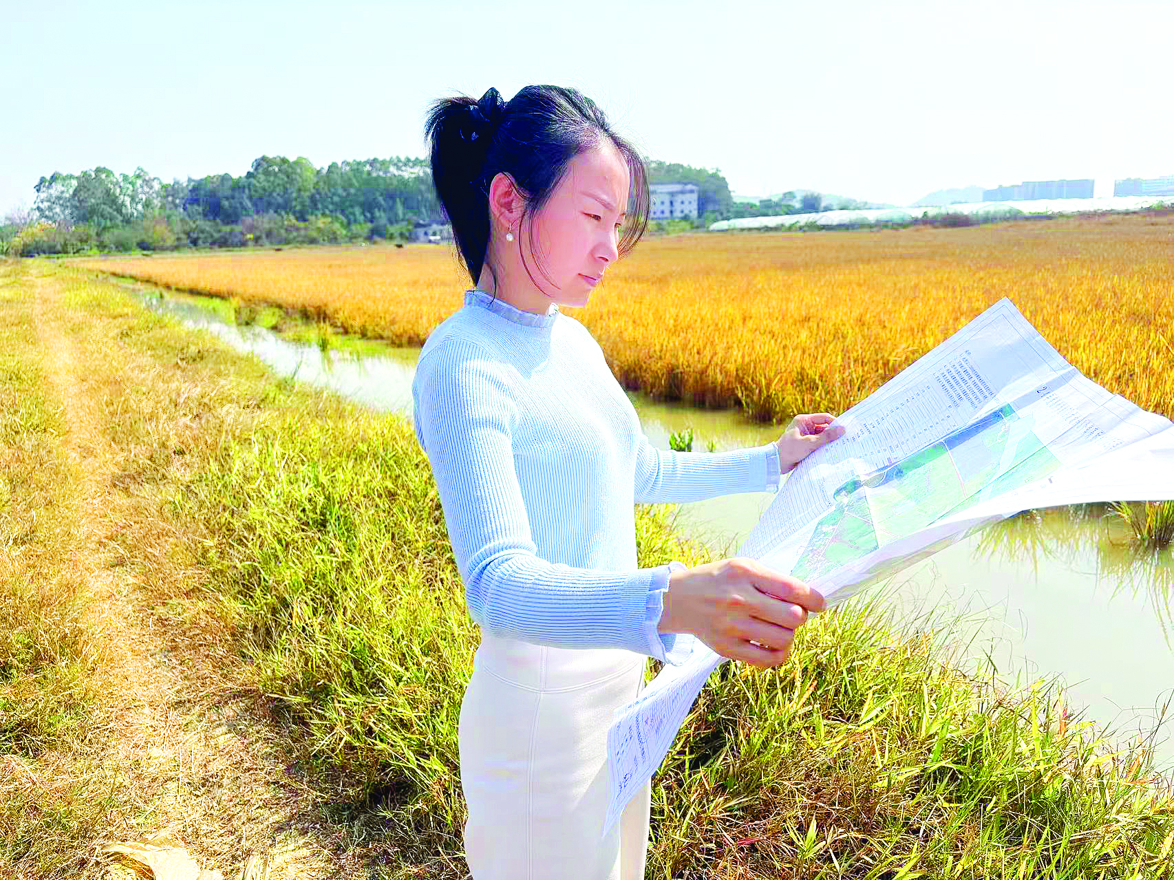     刘青在田间对照高标准农田设计图纸。    受访者供图