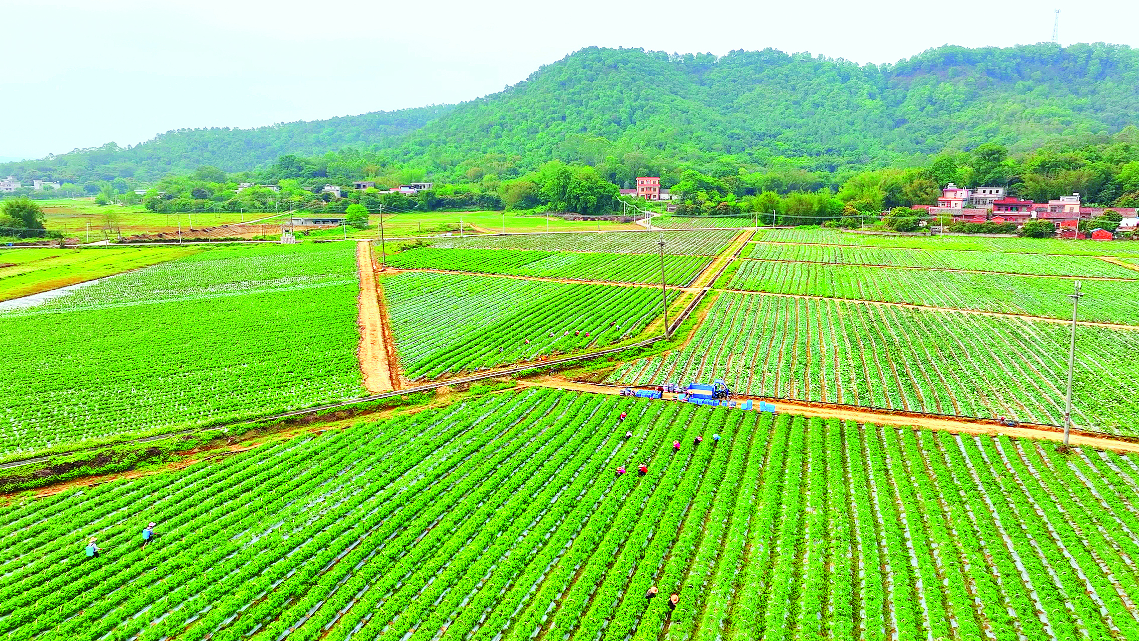     泰美镇车村村供销农场。