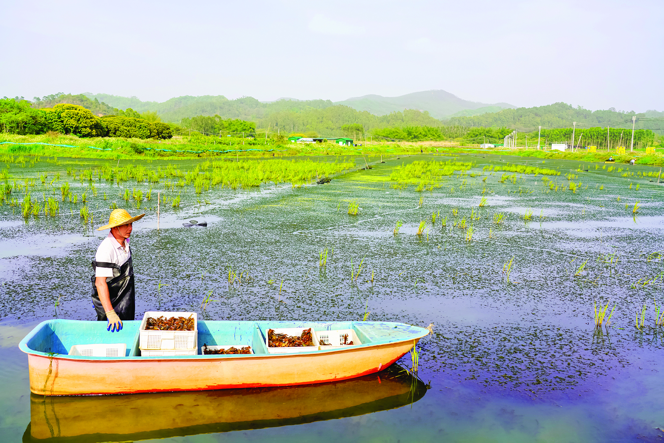     泰美镇盘沱村发展小龙虾养殖。