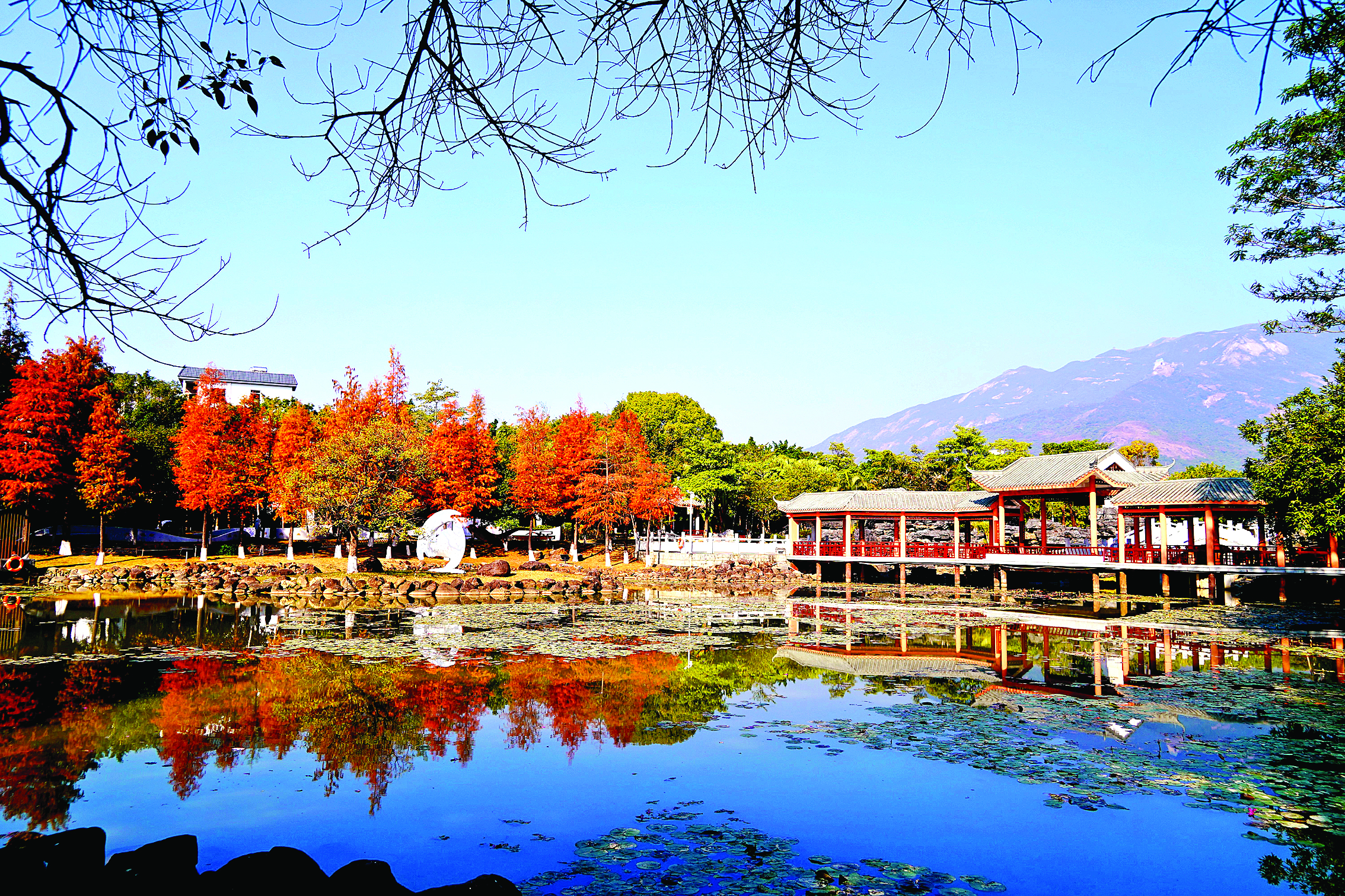     冬季，罗浮山文化广场迎来最美“换装季”——落羽杉换上红装，成为一道美丽的风景线。惠州日报记者卢泓宇 特约通讯员李渊 摄