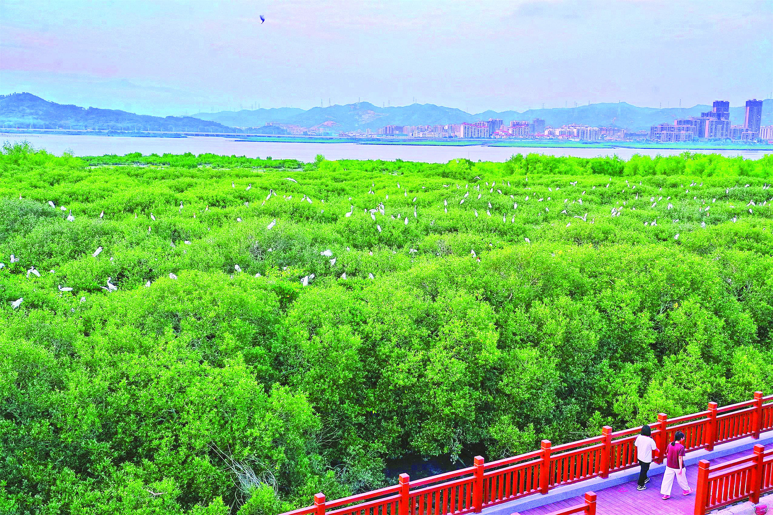 <p>    惠东县黄埠镇盐洲岛白沙村红树林。</p>