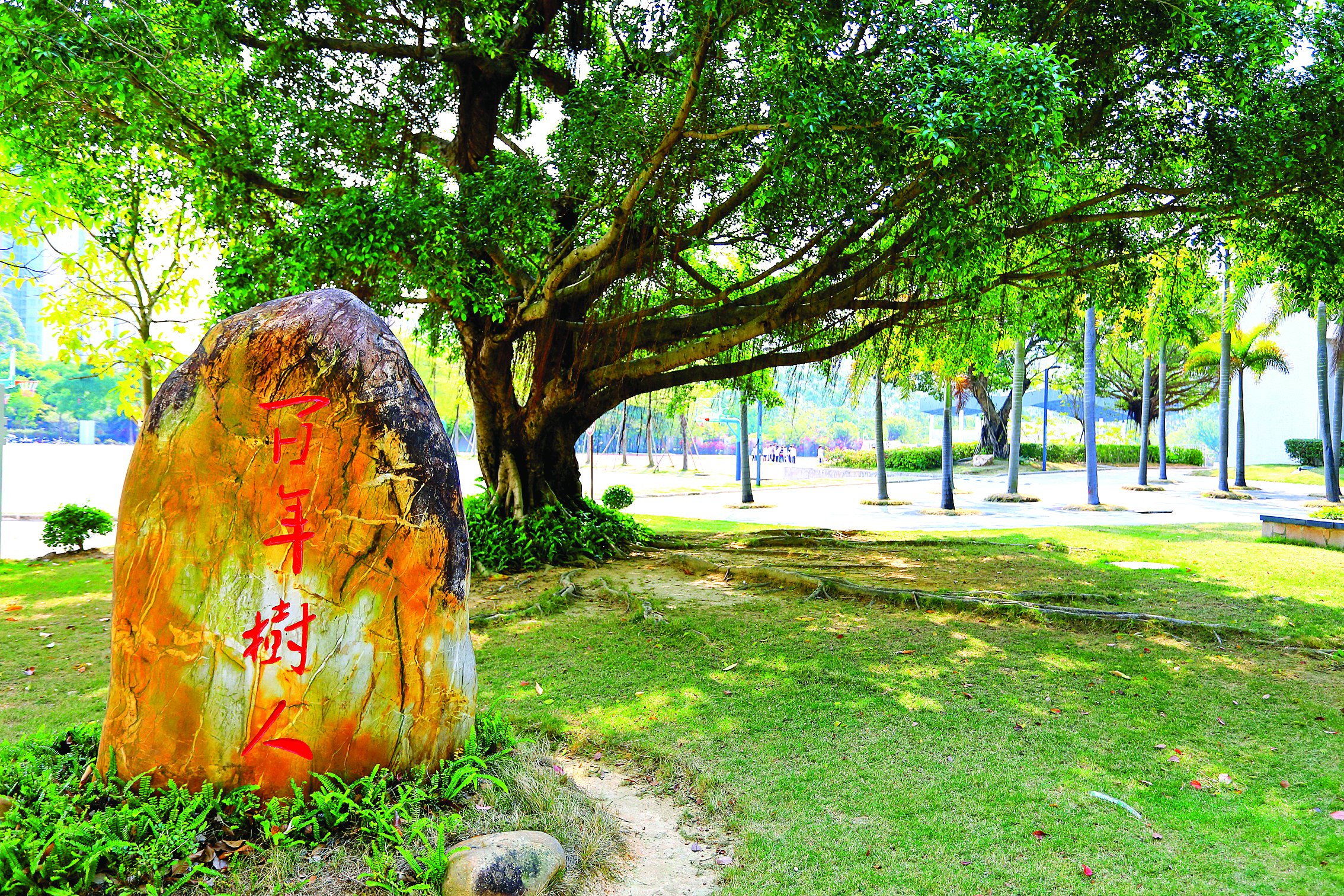     校园中四季有绿，自然与成长温暖相伴。