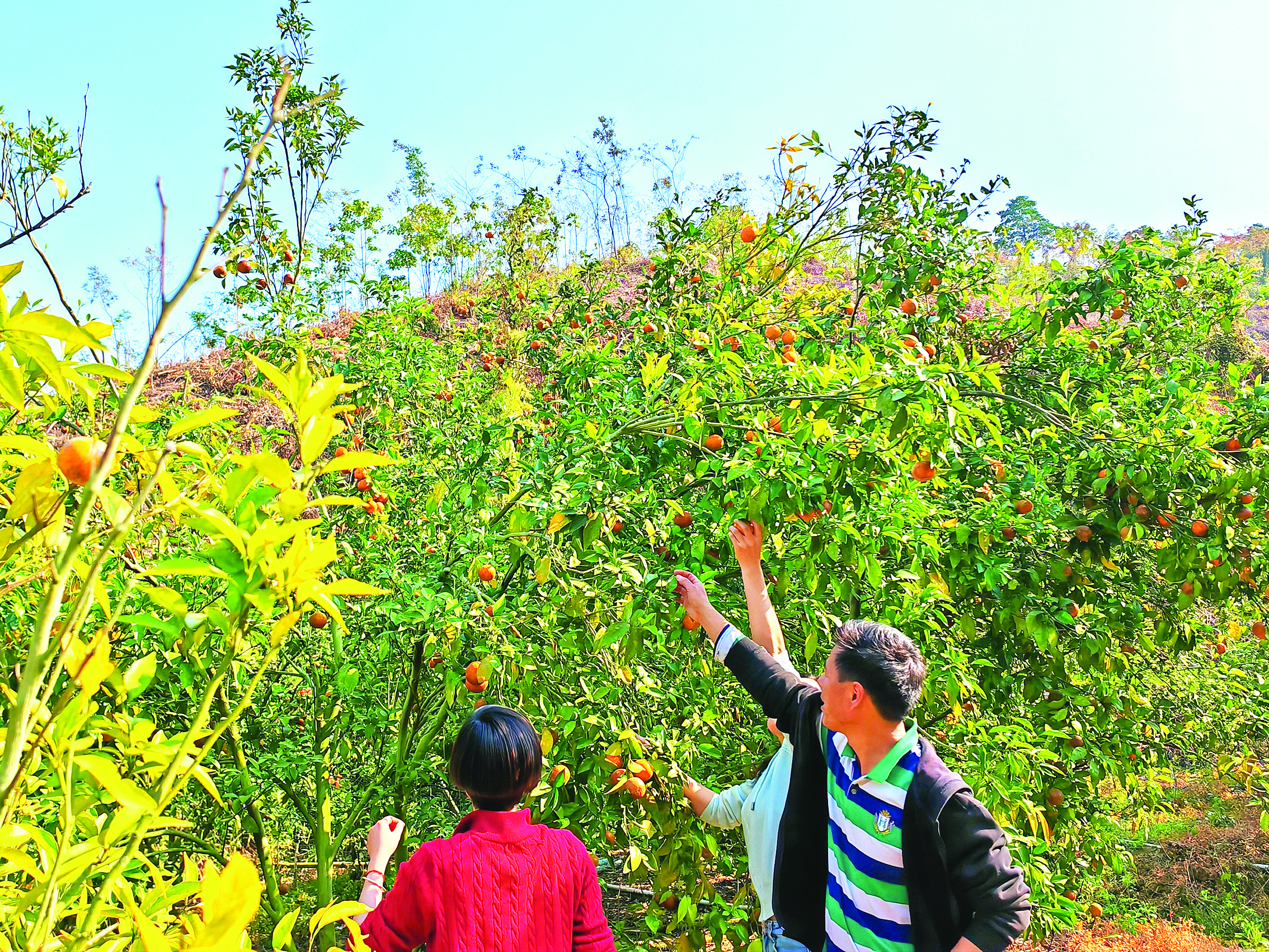     游客在采摘沃柑。