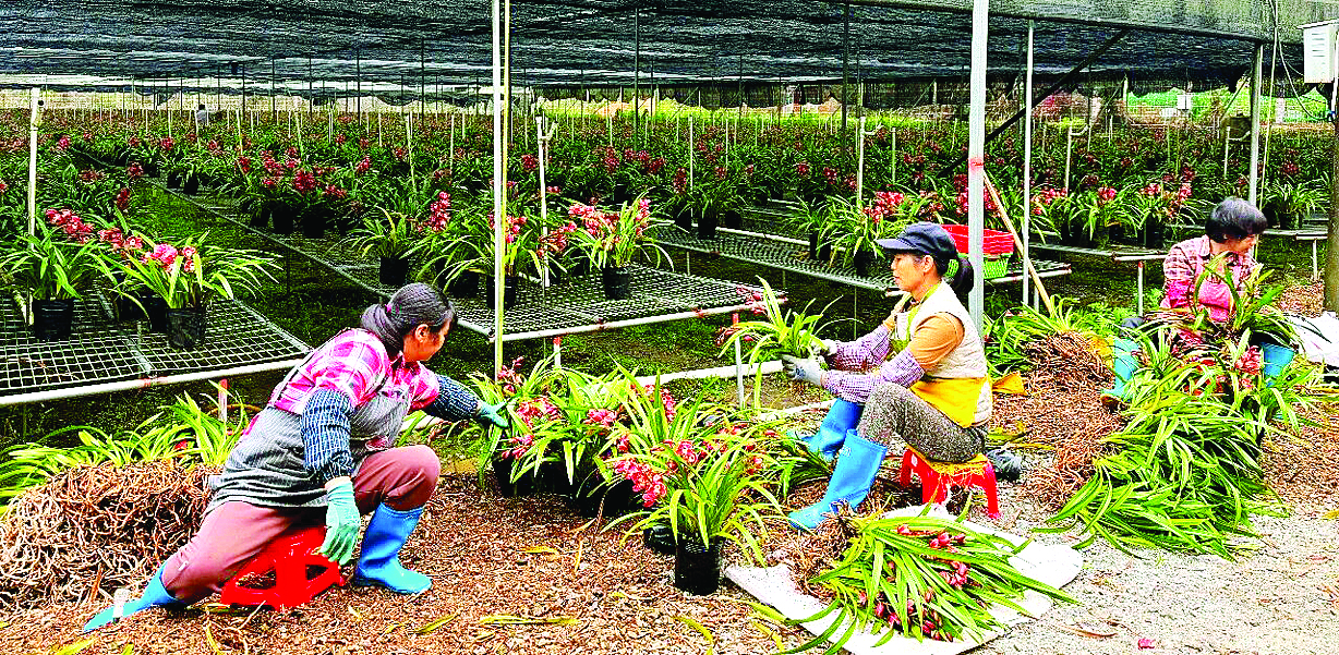     工作人员在修剪打包兰花。    惠州日报记者黄宇翔 通讯员龙融心 摄