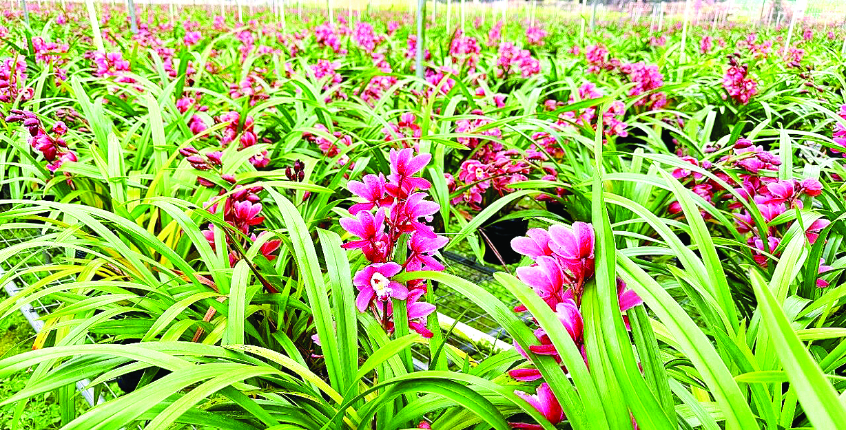     生机勃勃的红宝石兰花。    惠州日报记者黄宇翔 通讯员龙融心 摄