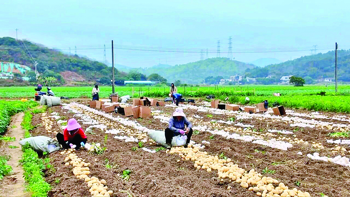     农户在采收马铃薯。惠州日报记者洪鹊儿 通讯员马观英 周小芳 张海宏 摄