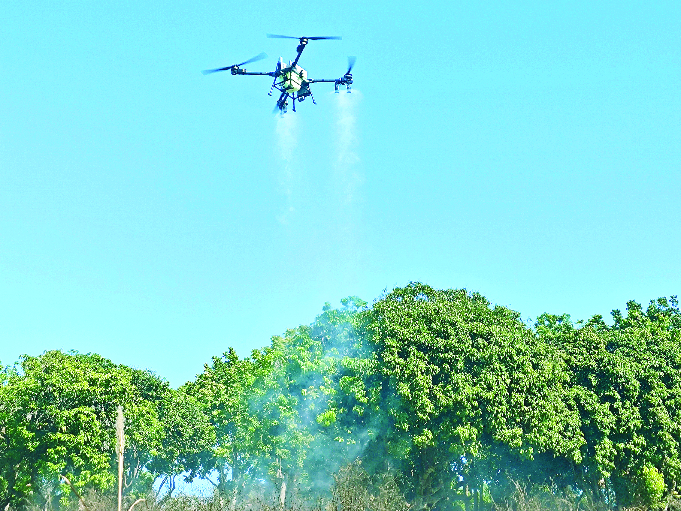     新款无人机“飞防”为惠州荔枝种植提供了新的思路和技术支持。    惠州日报记者陈春惠 摄