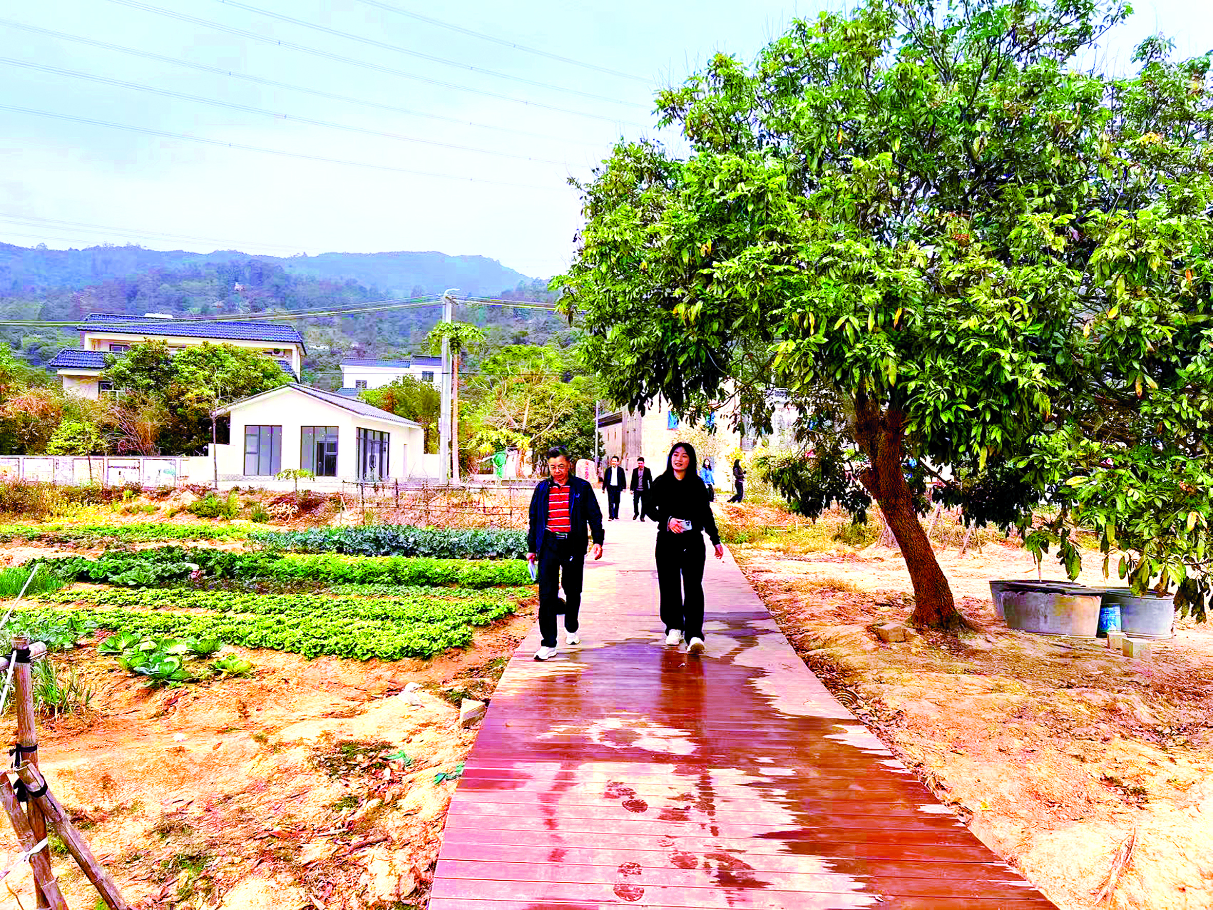     秋长街道周田村会新楼门前新建的人行栈道连接了会新楼与廖似光故居。    本组图片 惠州日报记者黄尉宏 摄