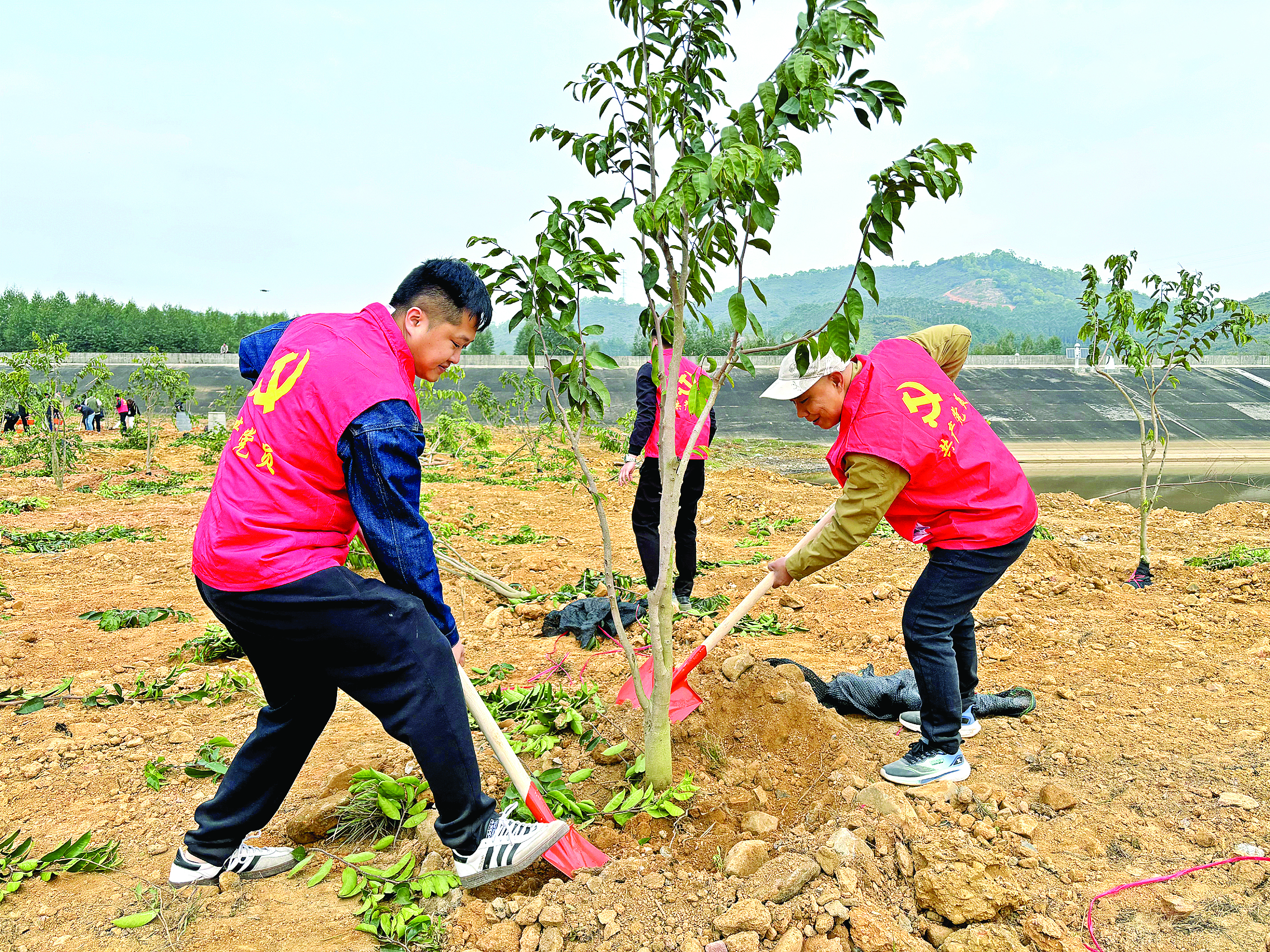 <p>    惠东县白花镇南龙村发动社会力量种植绿棋楠。</p>