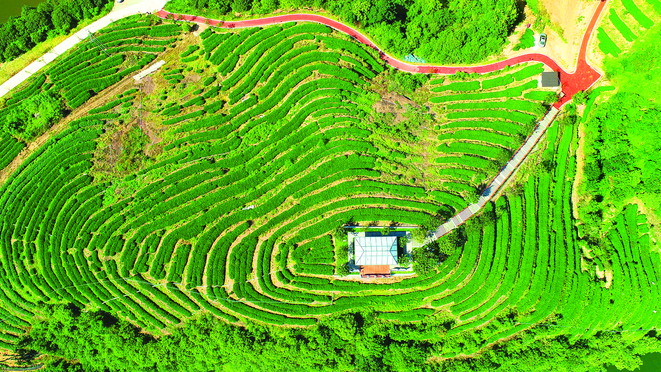     惠东县白盆珠镇依托资源优势大力发展岩茶种植产业。惠州日报记者杨建业 摄