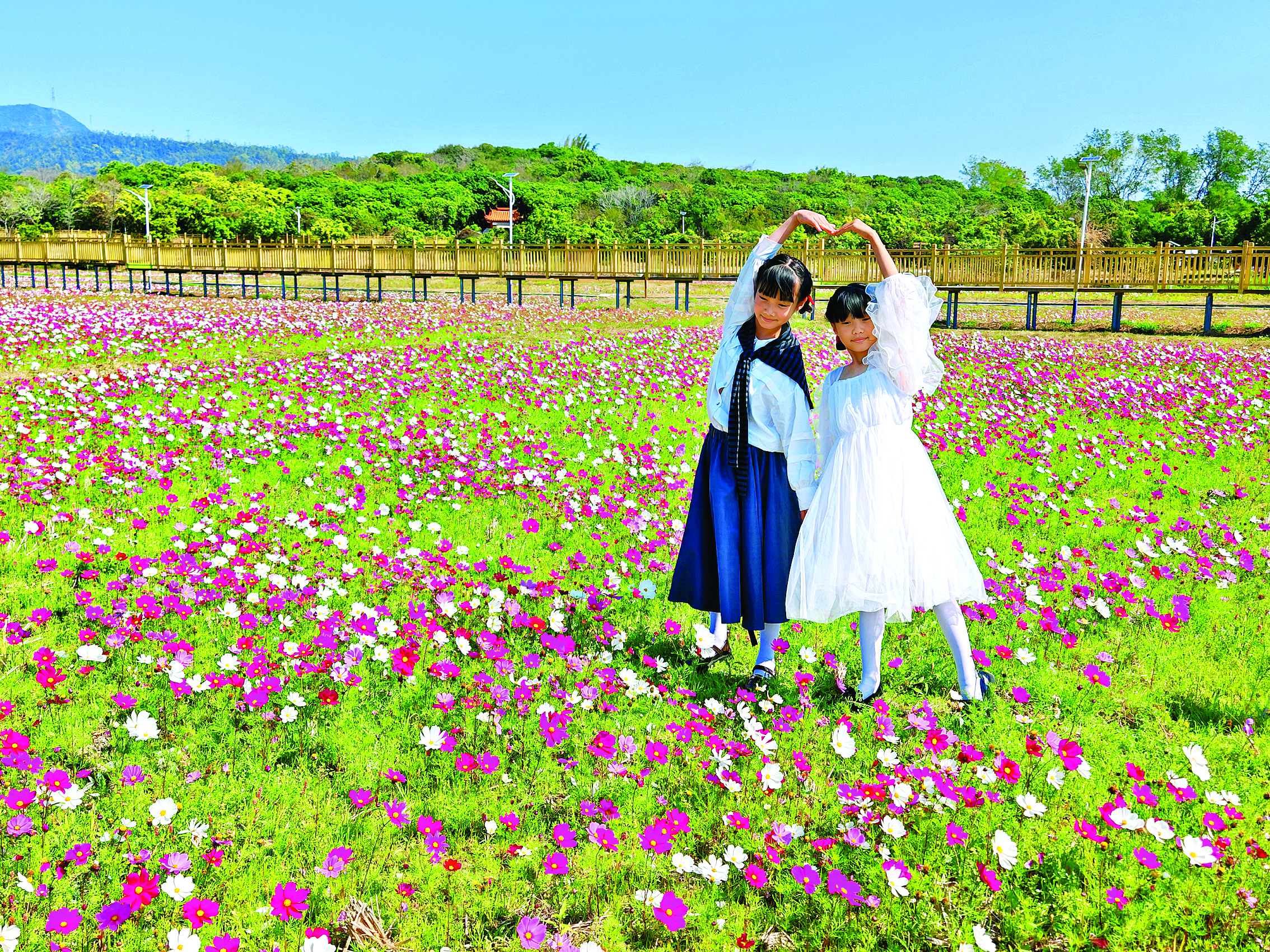     上角村美丽田园格桑花海吸引市民游客打卡。    惠州日报记者匡湘鄂 摄