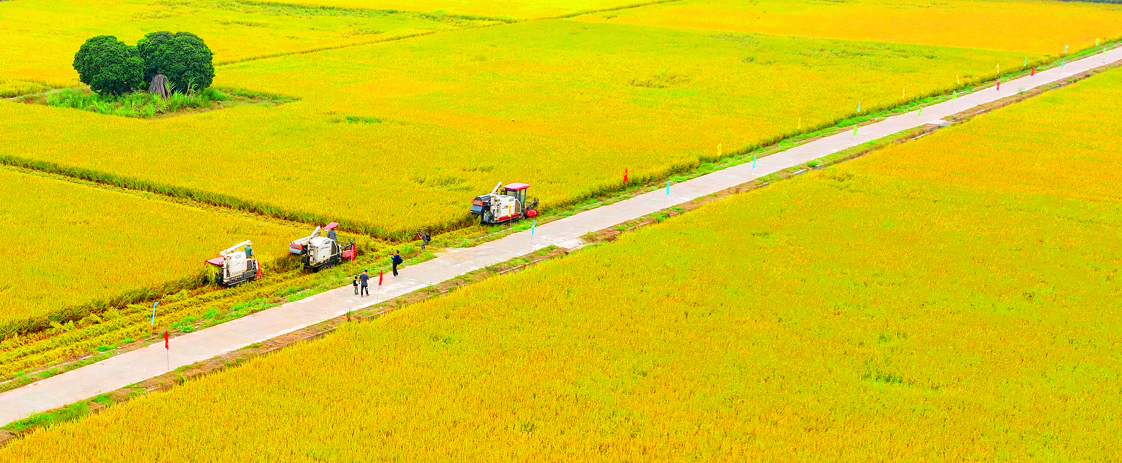     惠州精心培育丝苗米等特色产业。本组图片 惠州东江图片社供图