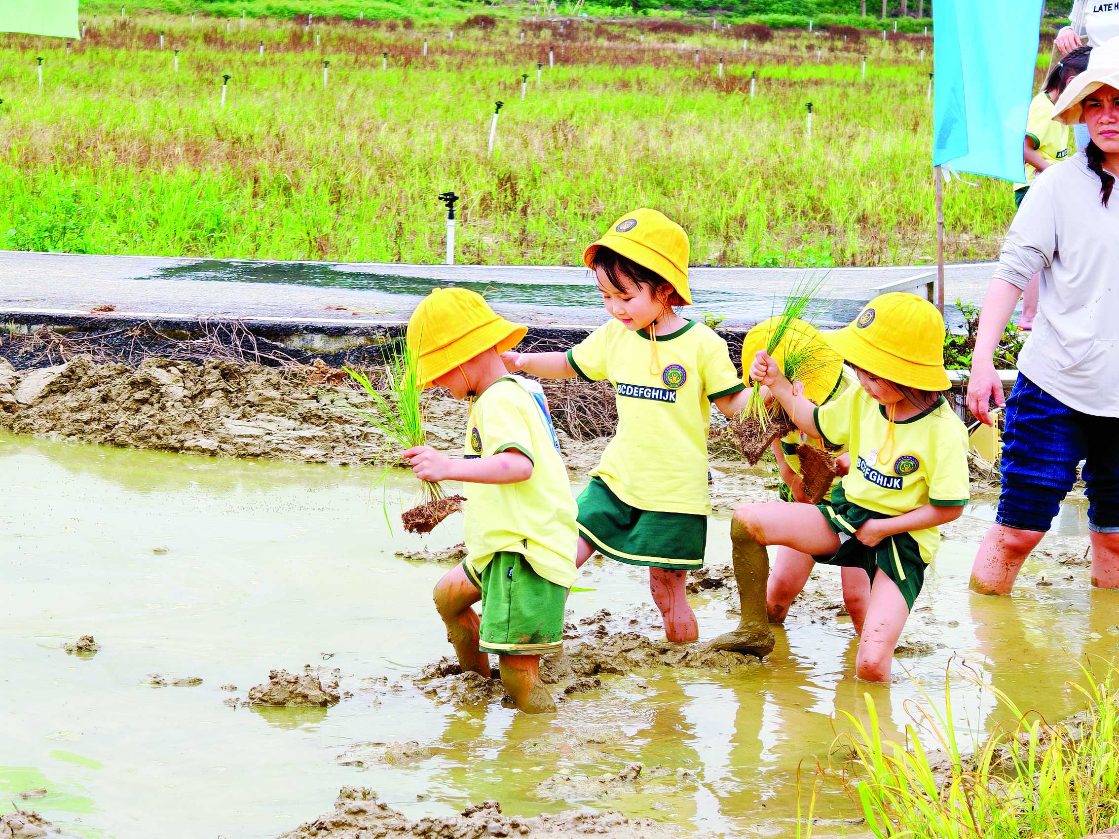     孩子们走进稻田体验插秧和农耕文化。