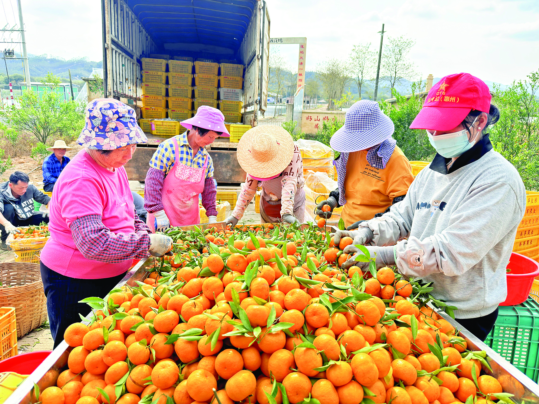     在龙华镇双东村一果园里，工人们忙着对年桔进行分拣、装箱，准备运往外地销售。