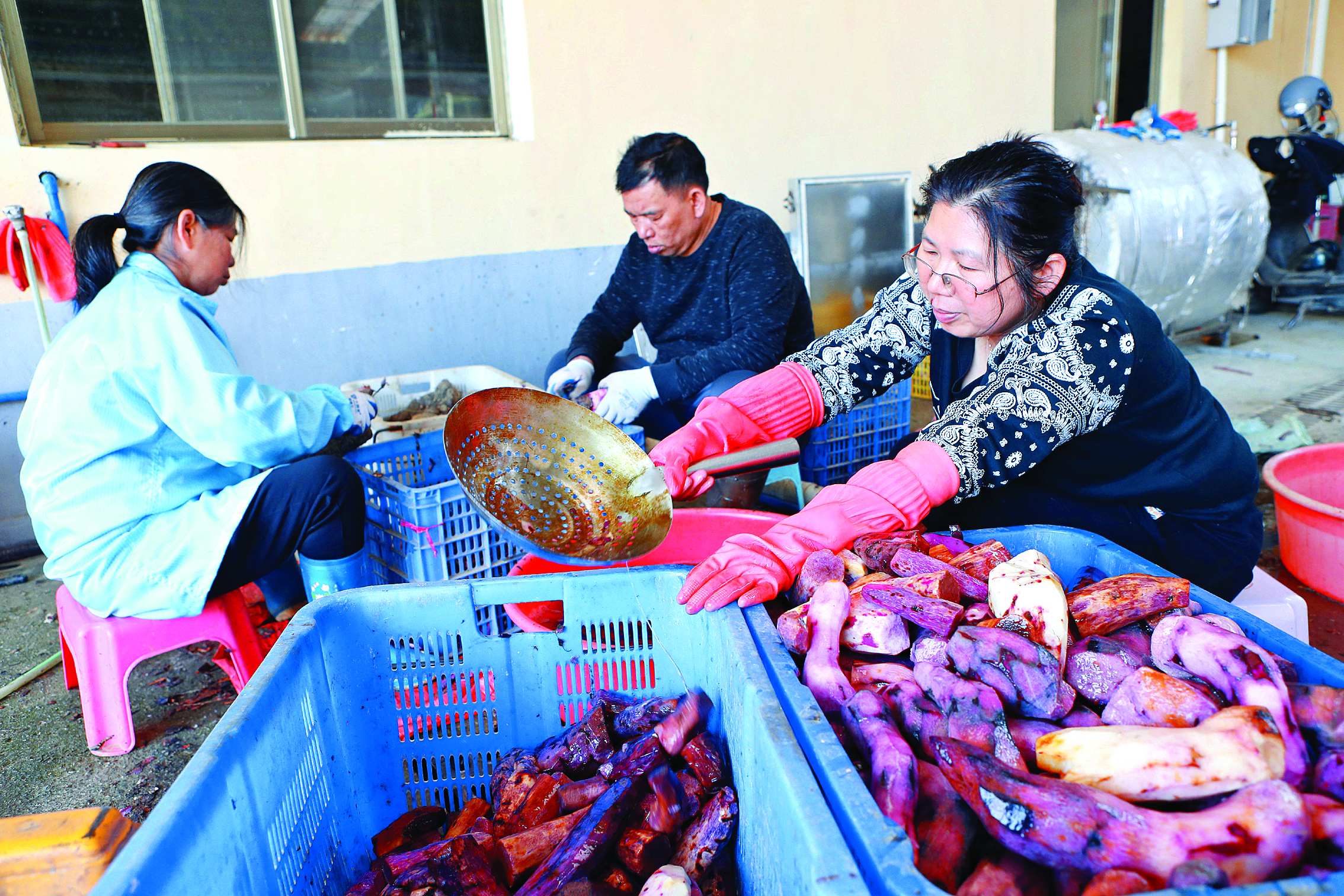     村民在清洗紫薯。惠州日报记者钟畅新 摄