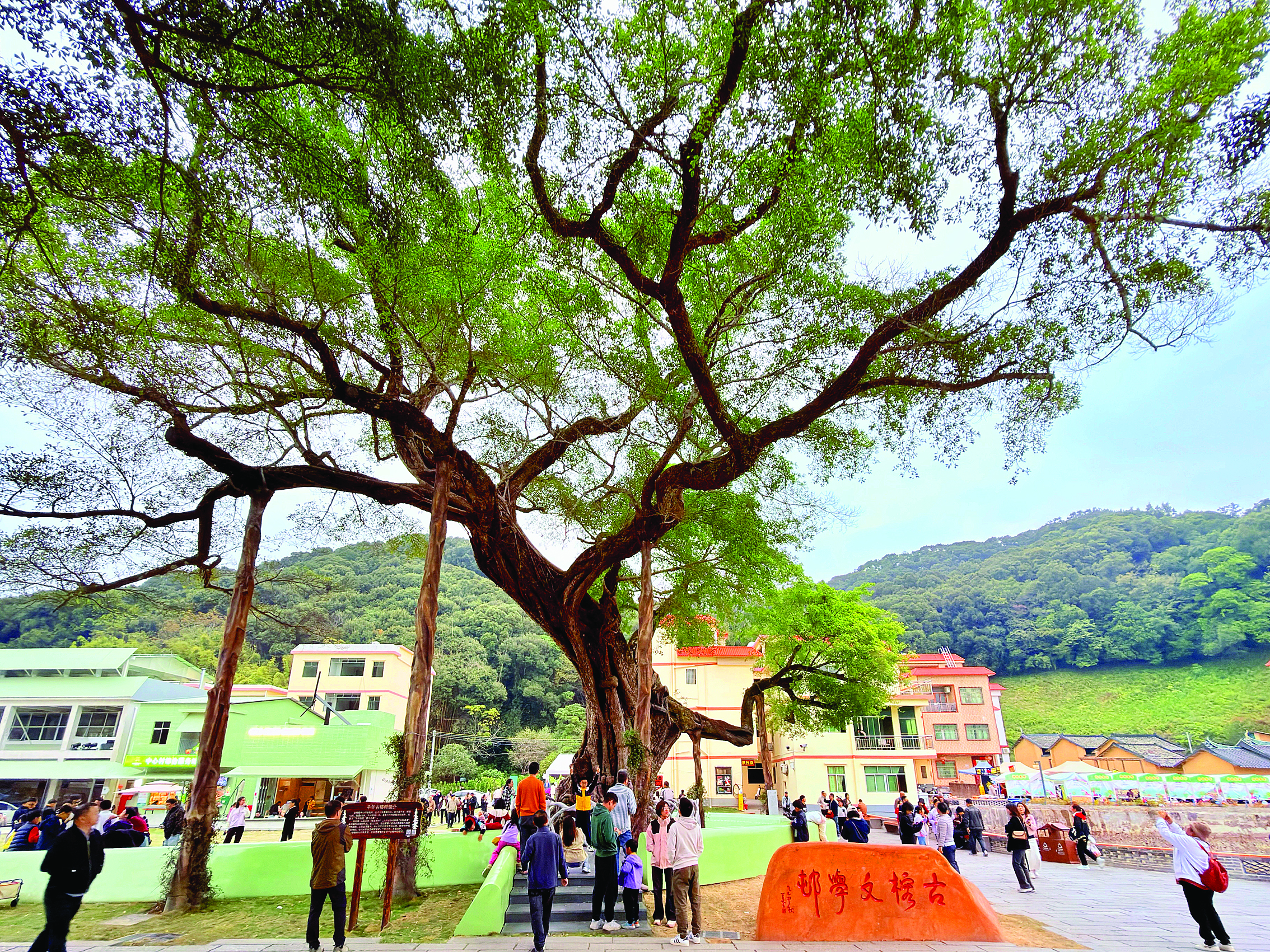     218最美旅游公路千年古榕驿站引客来。    惠州日报记者黄宇翔 摄