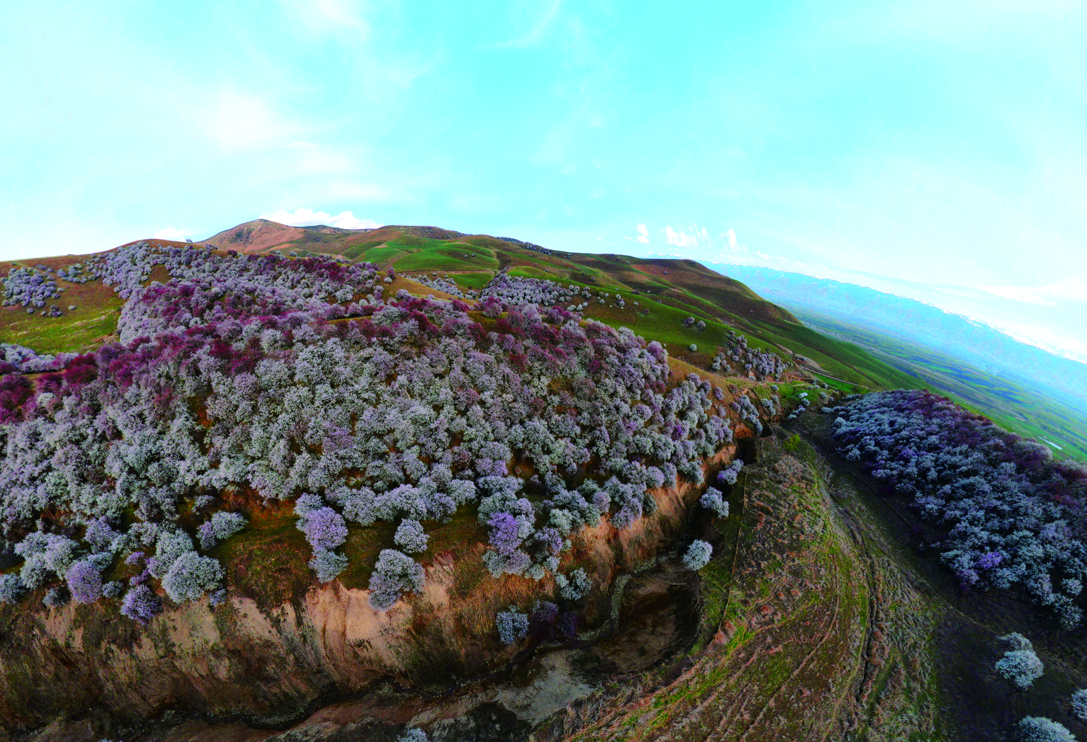     新疆的三月杏花初绽。