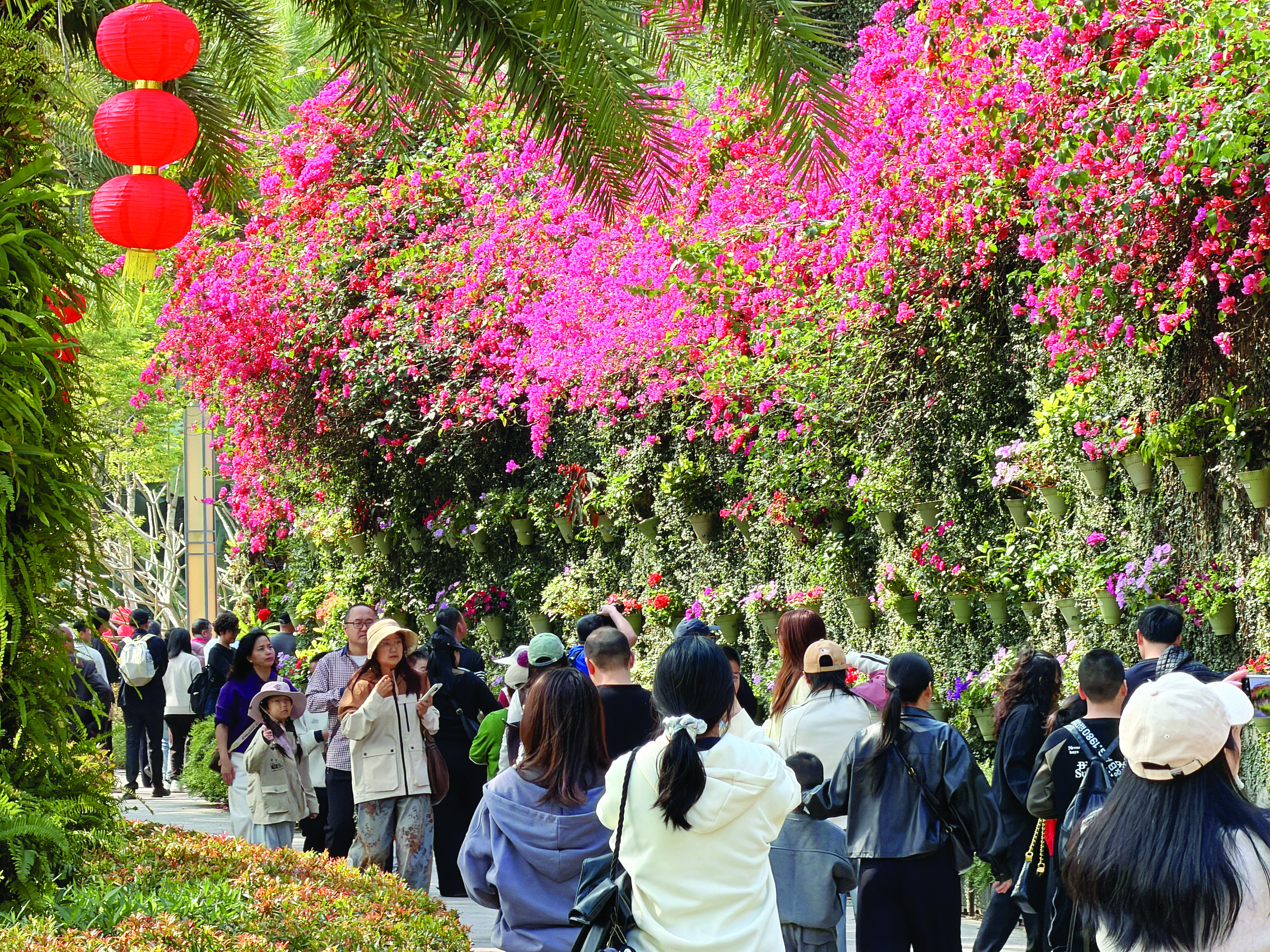     大年初三，市民游客结伴到惠州植物园游玩。