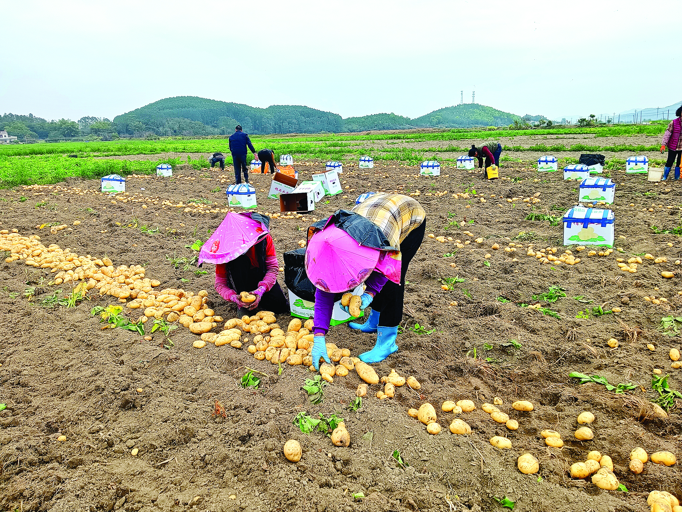     铁涌镇黄坑村村民在采收马铃薯。