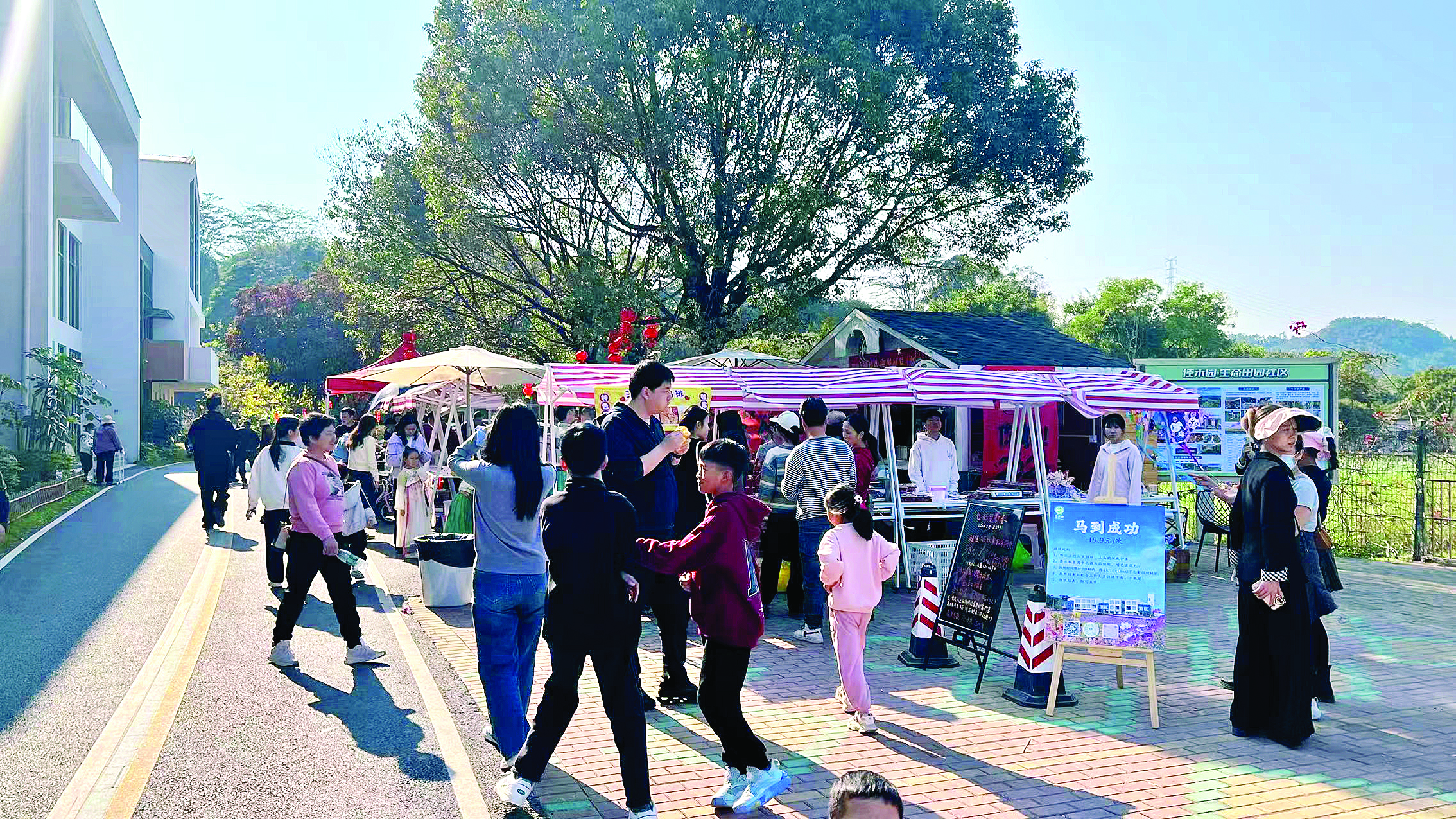     这个春节，良井镇黄洞村佳禾园的格桑花正热烈盛开，园区还开展各种游戏体验，吸引亲子家庭来游玩。